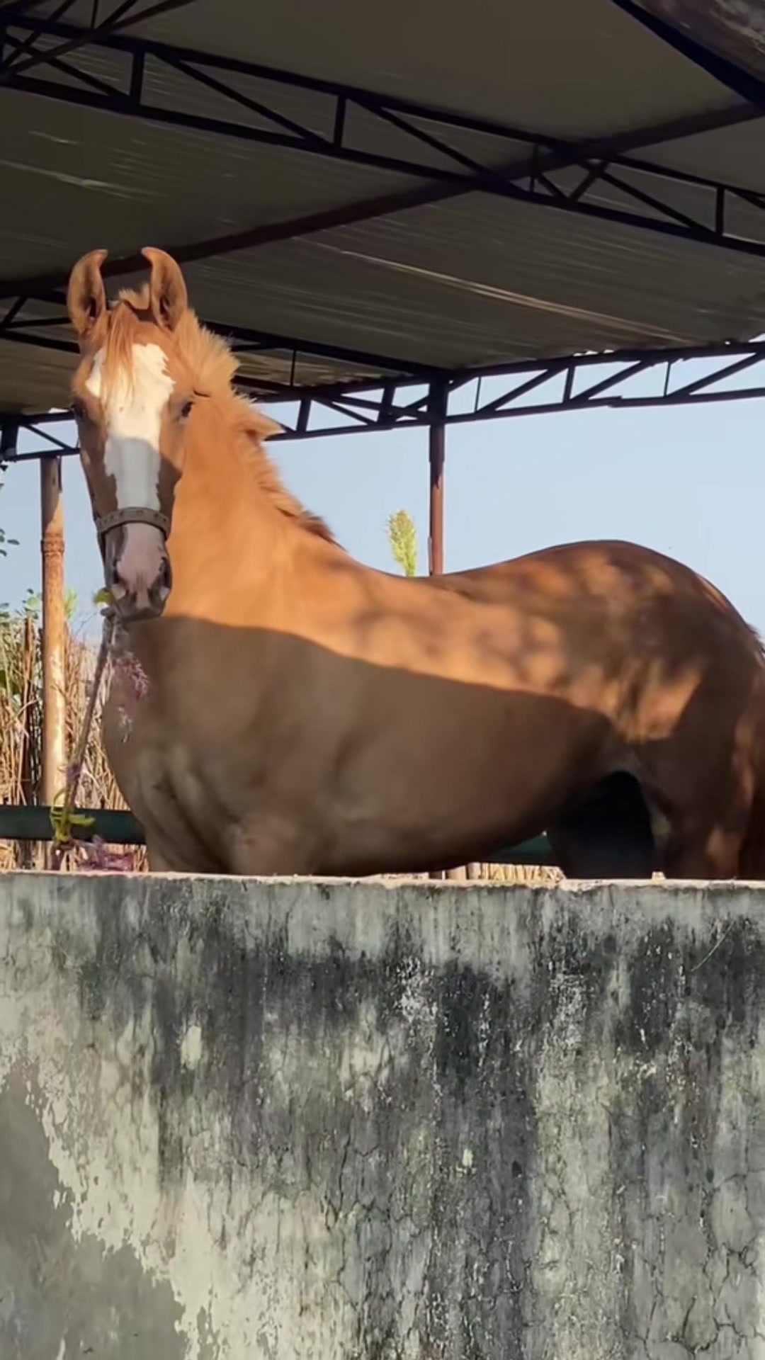 @Ch Hammad bokan &hearts;️🐎