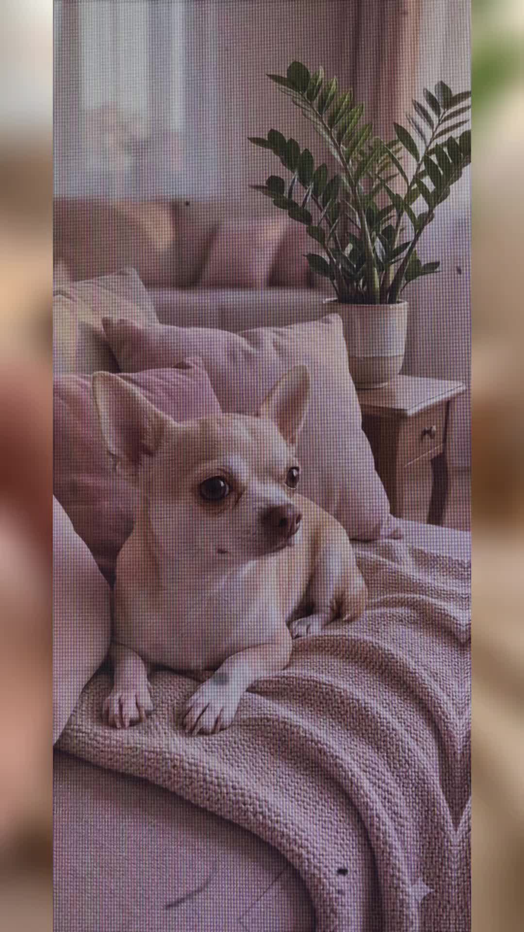 @eni.pets💎