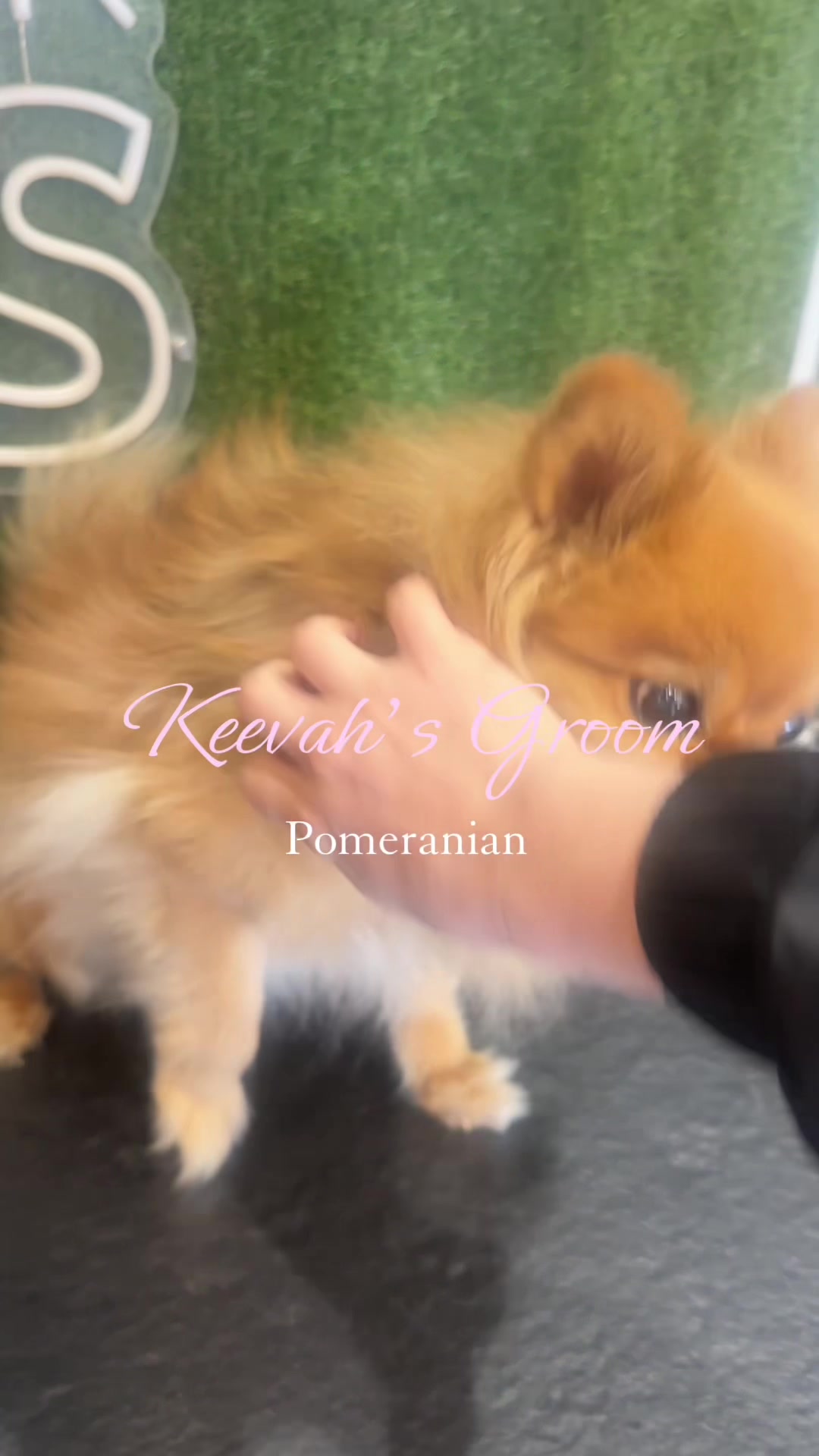 @DevenickDogs