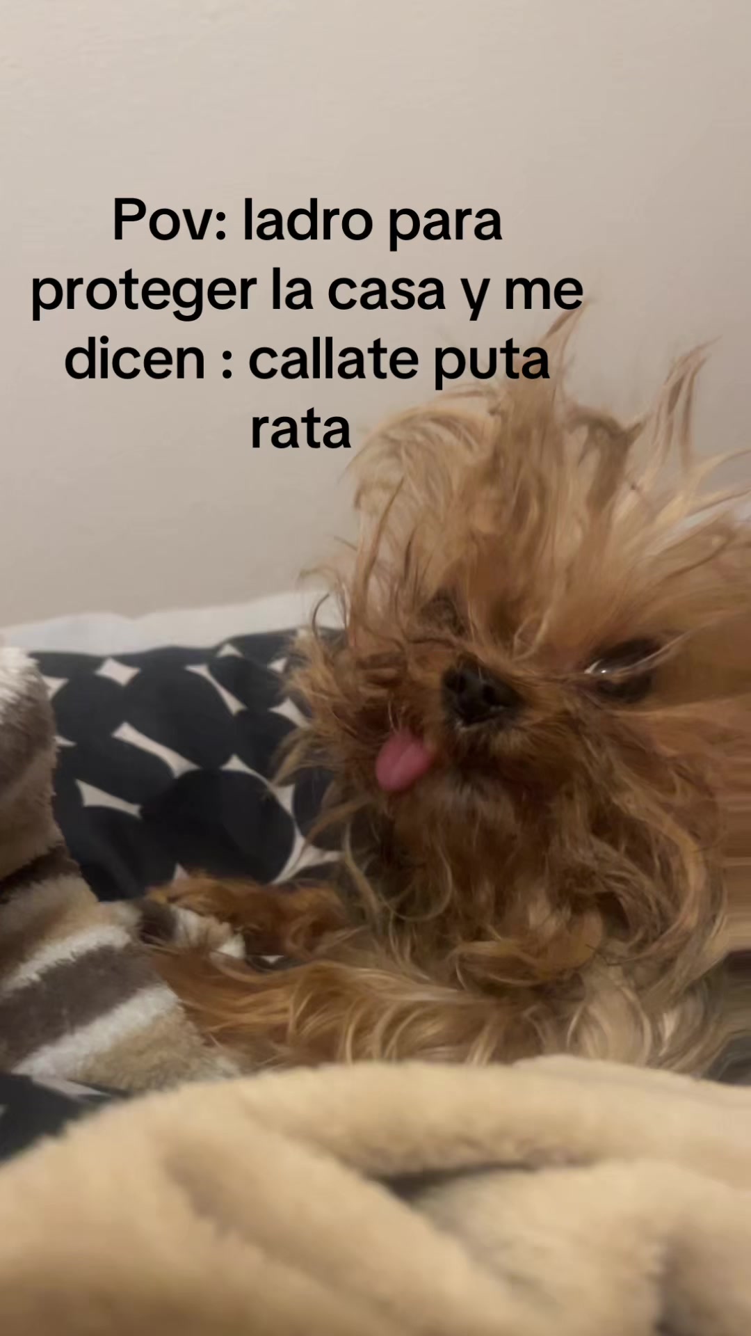 @Goiizanehernandez🖇️