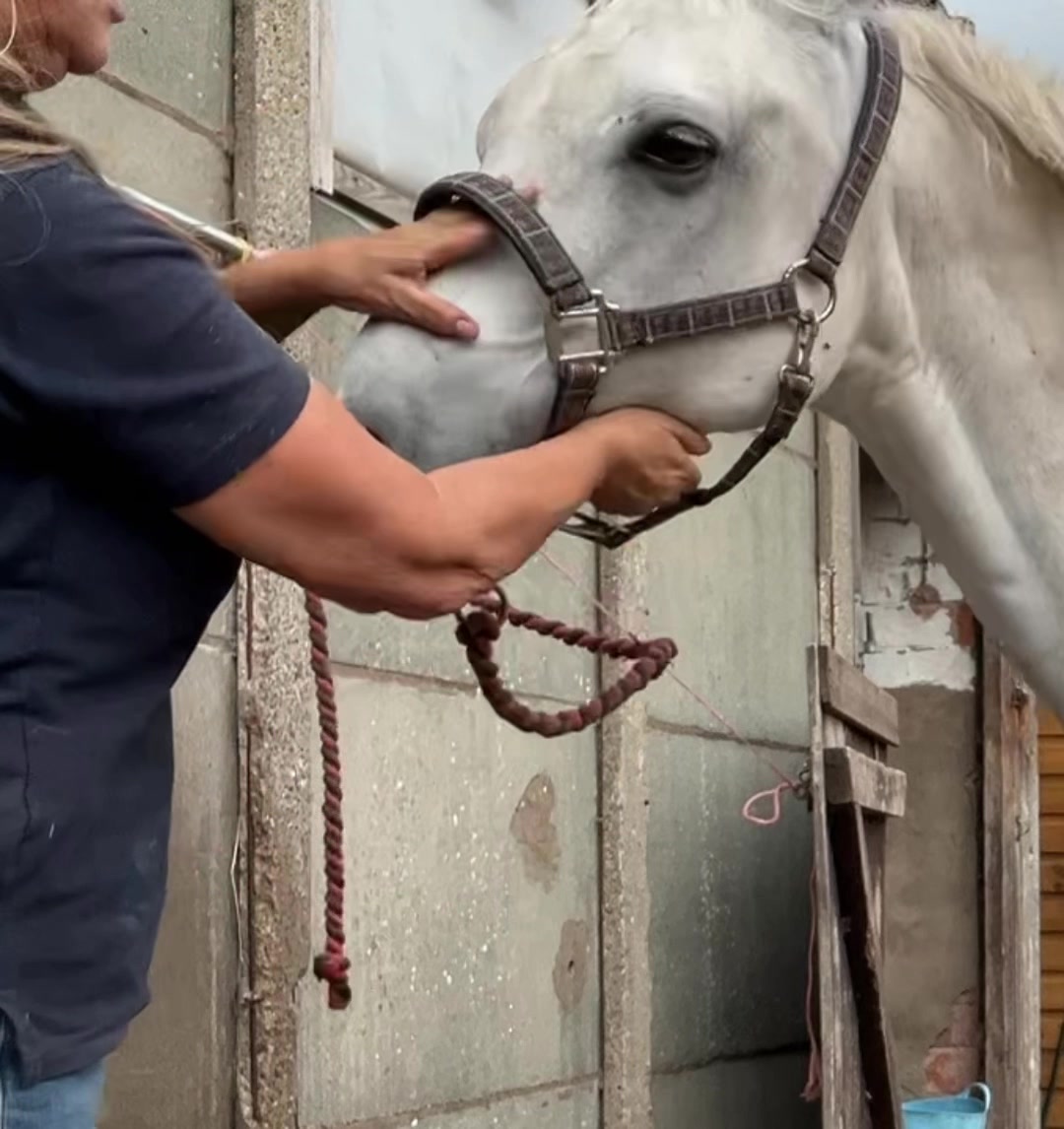 @Equine Release