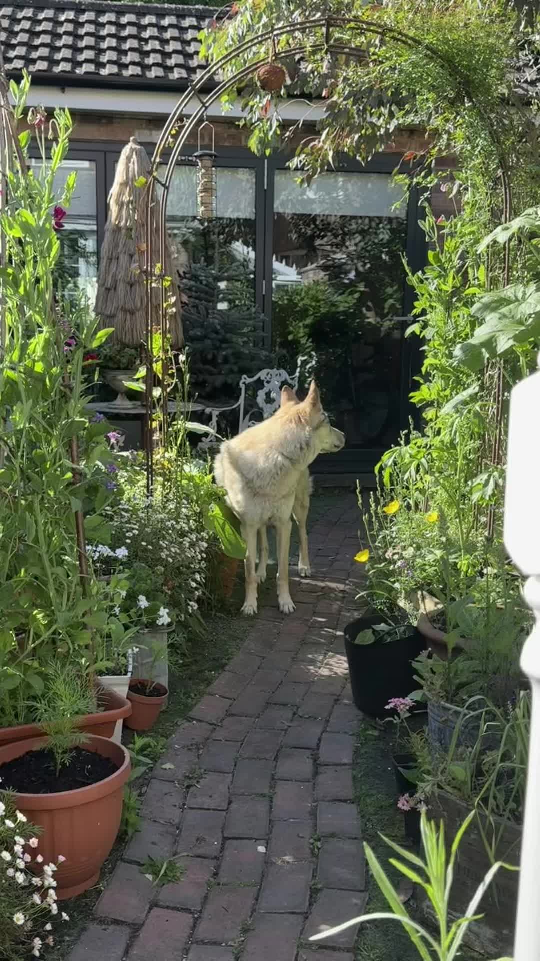 @Warwicks Wolfdog