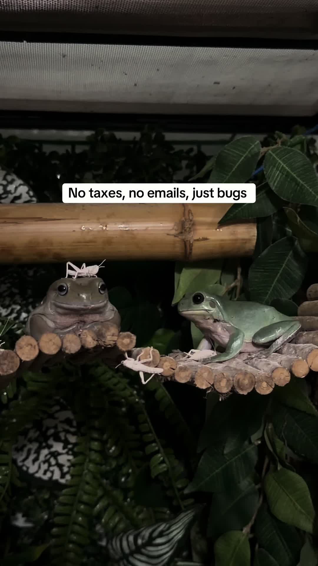 @frogsandoddities