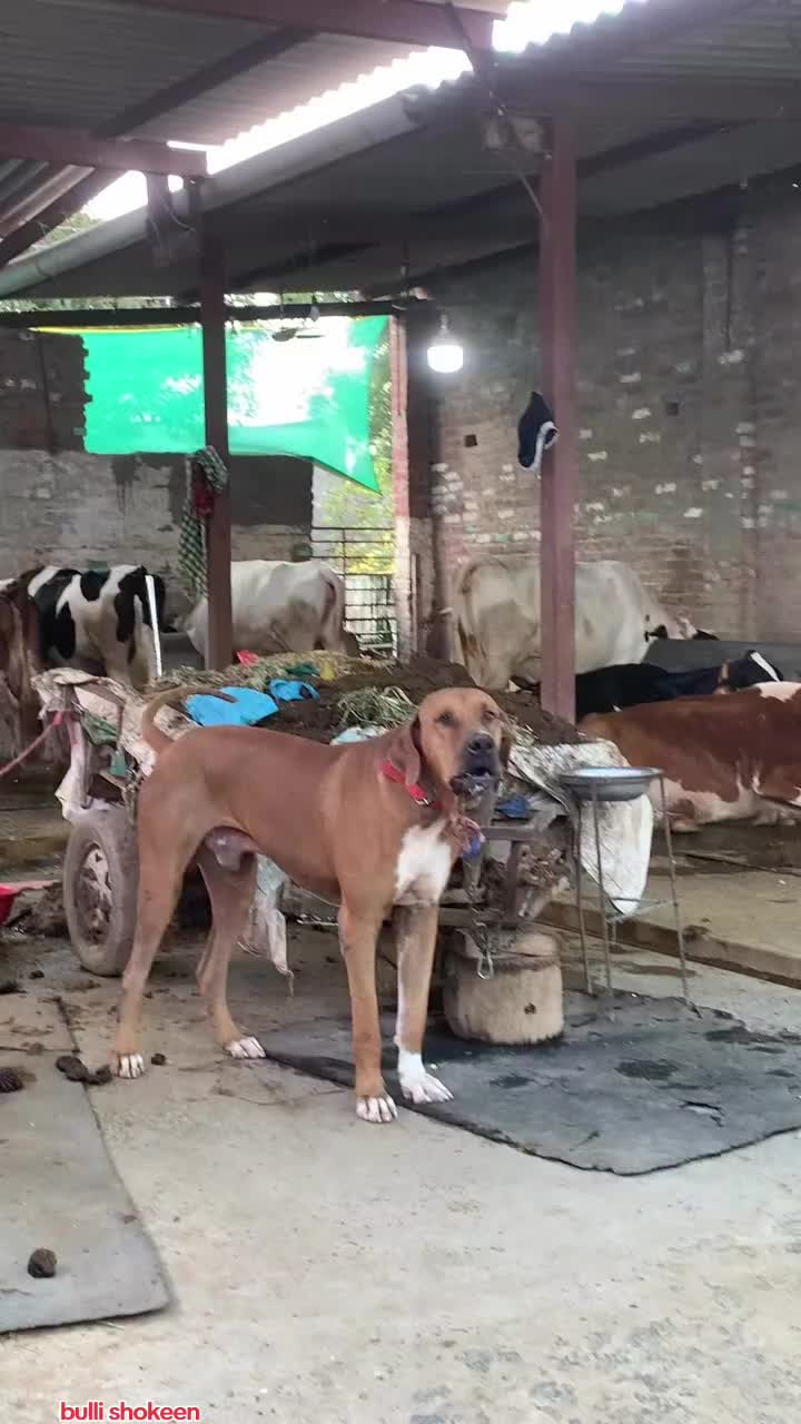 @bullishokeen2
