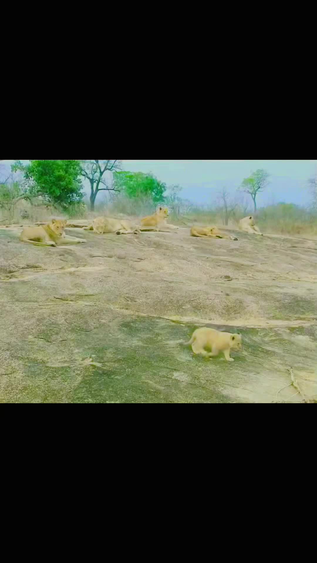 @Animal discovery
