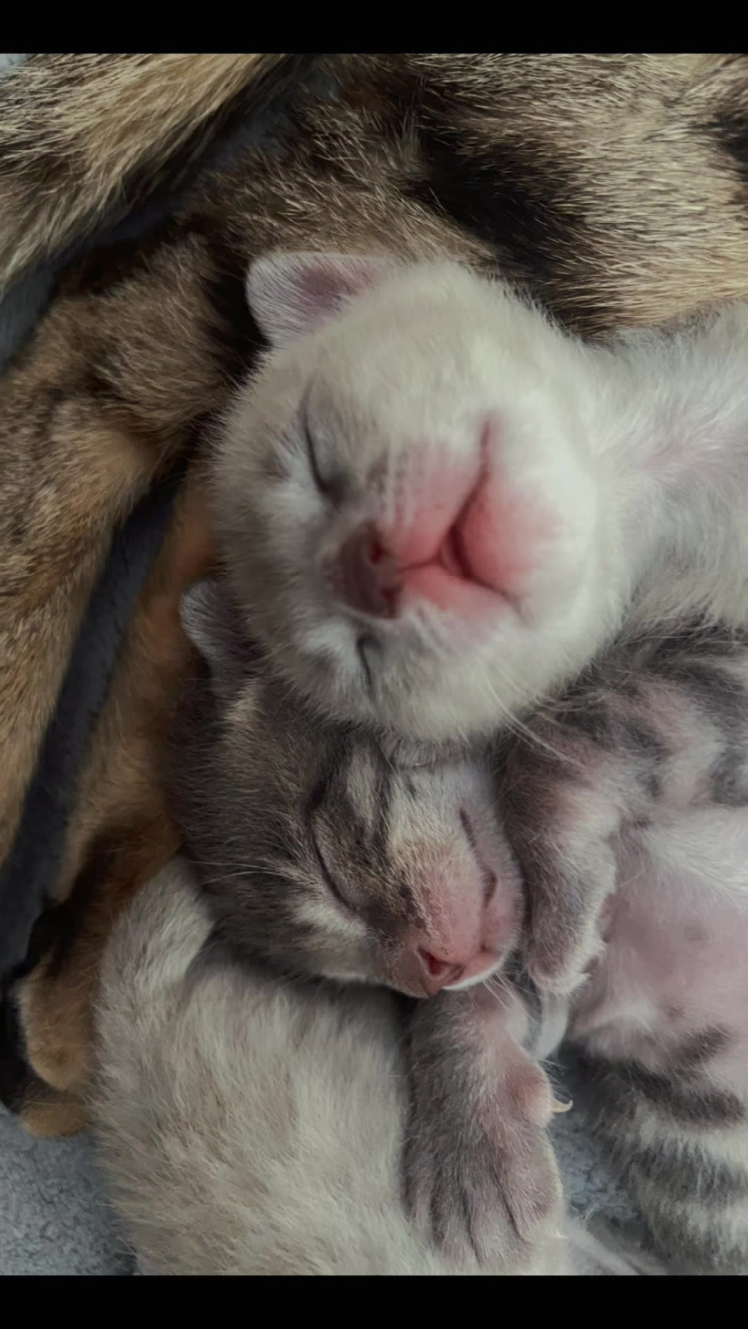 @sweet4bambi♥️Bengalkitten