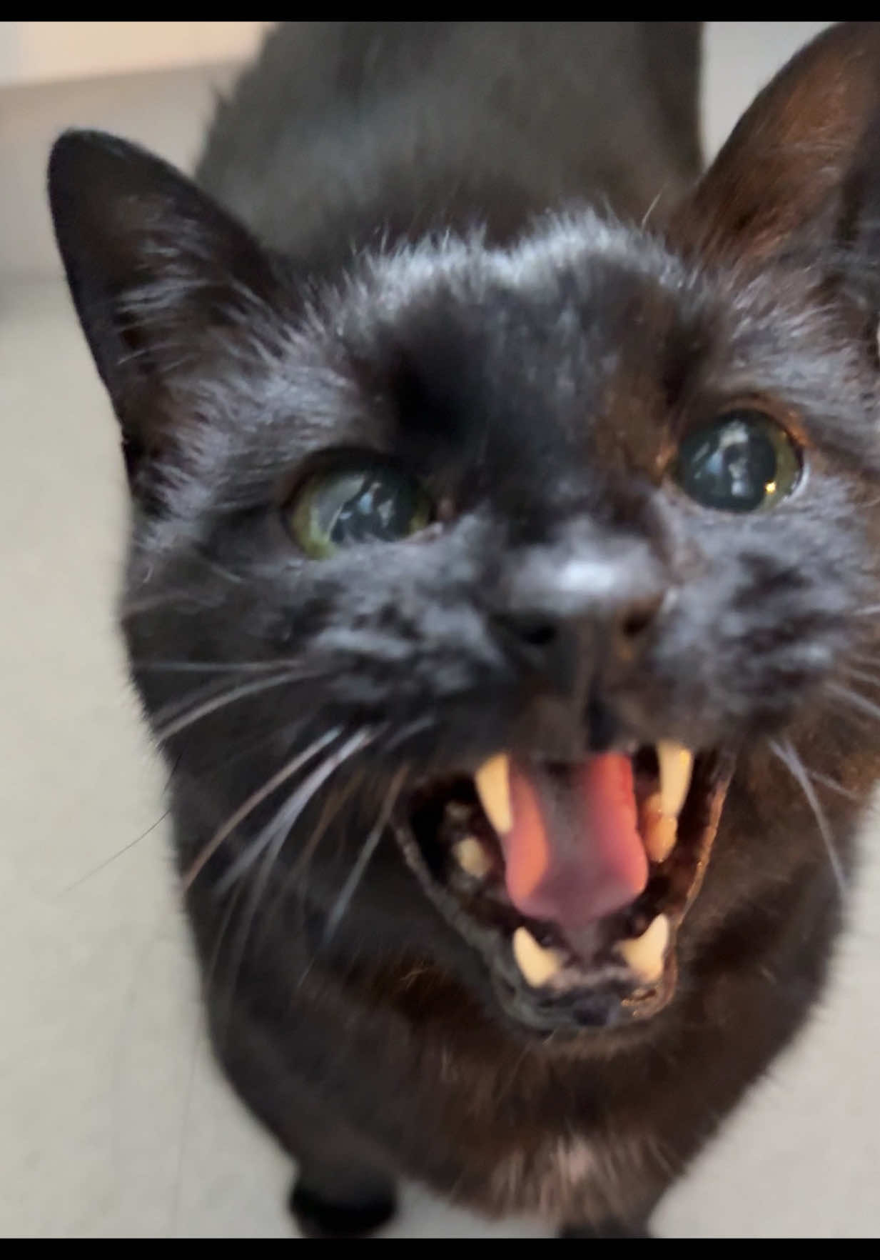 @Teefie_tribe 🐈⬛🐈⬛🐈🦷🦷
