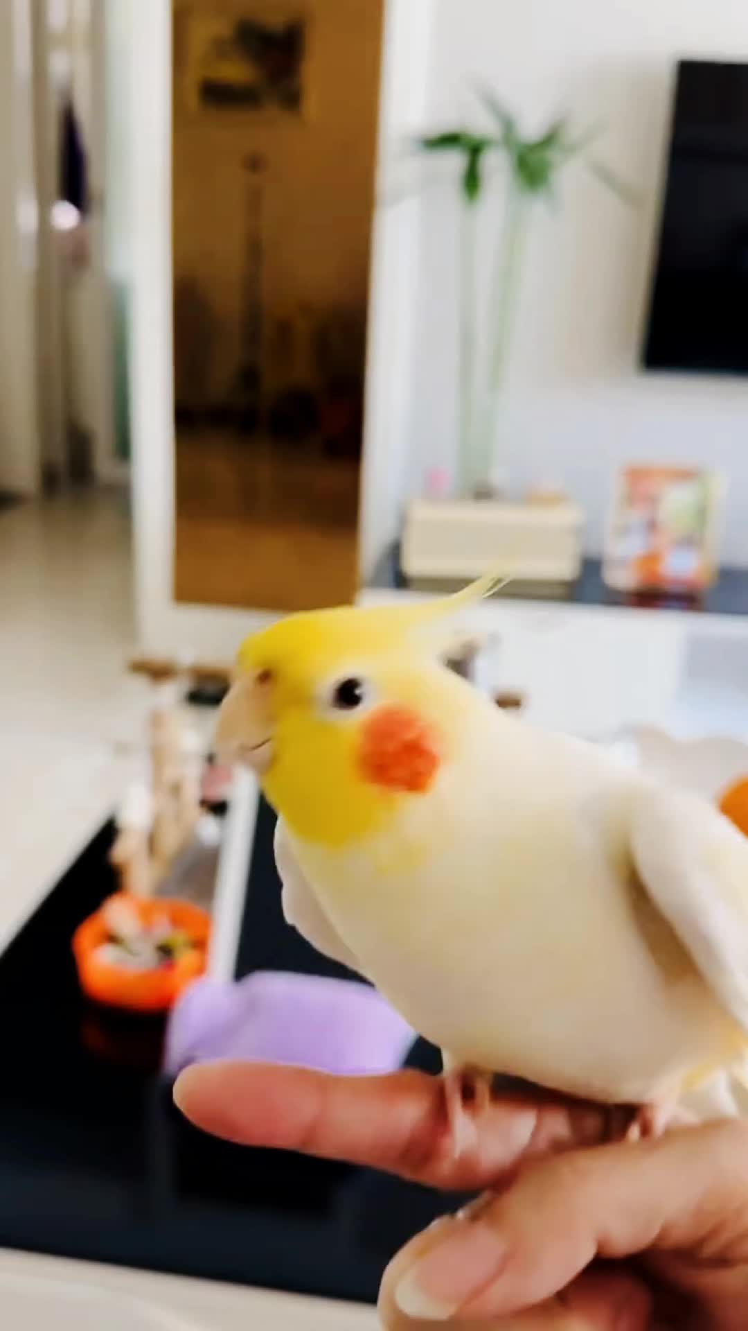 @Cockatiels Craze