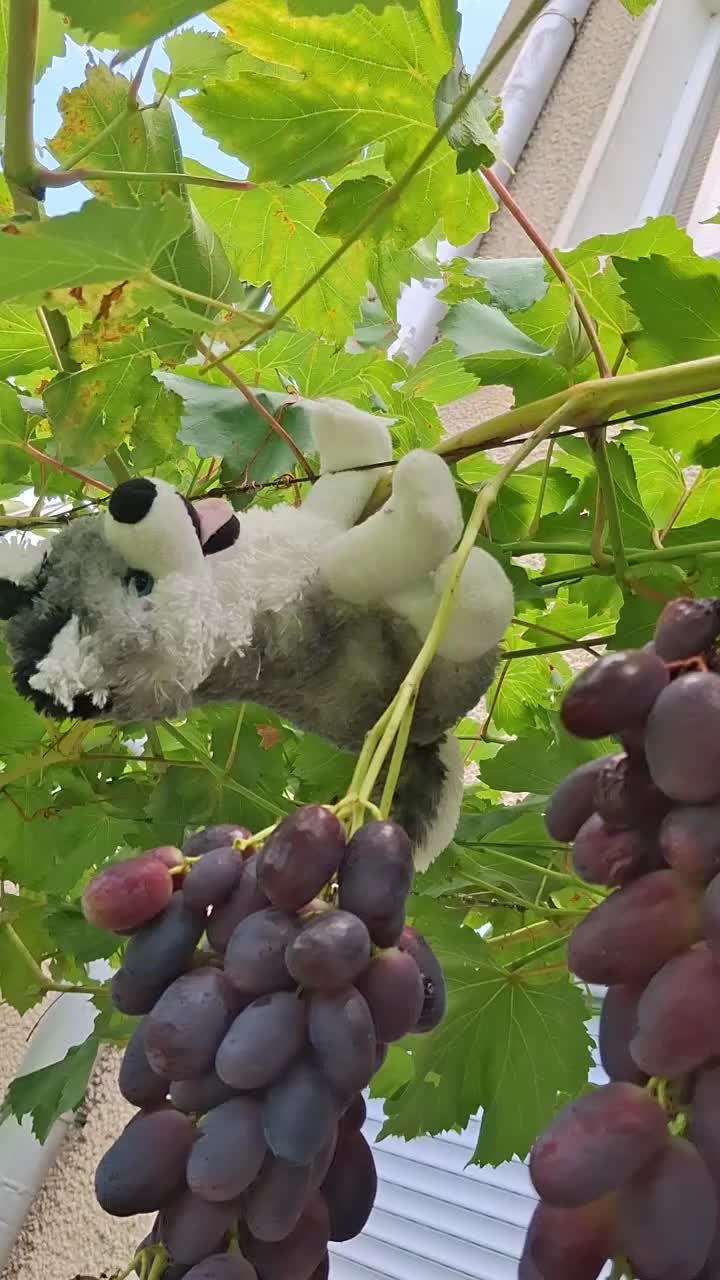 @Минчо Танков