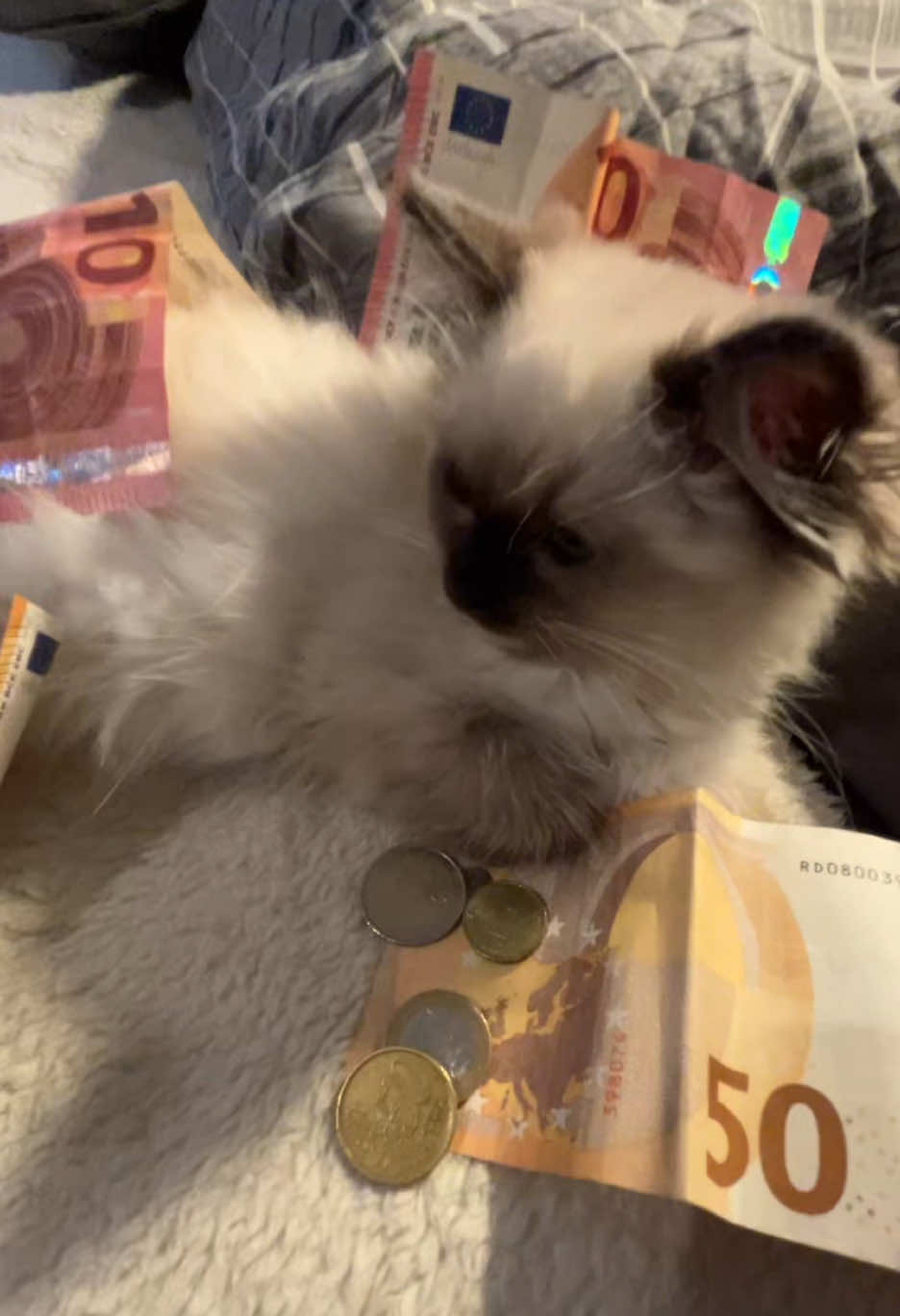 @Cute Ragdolls