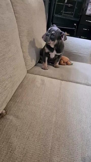@dontbullymybreed