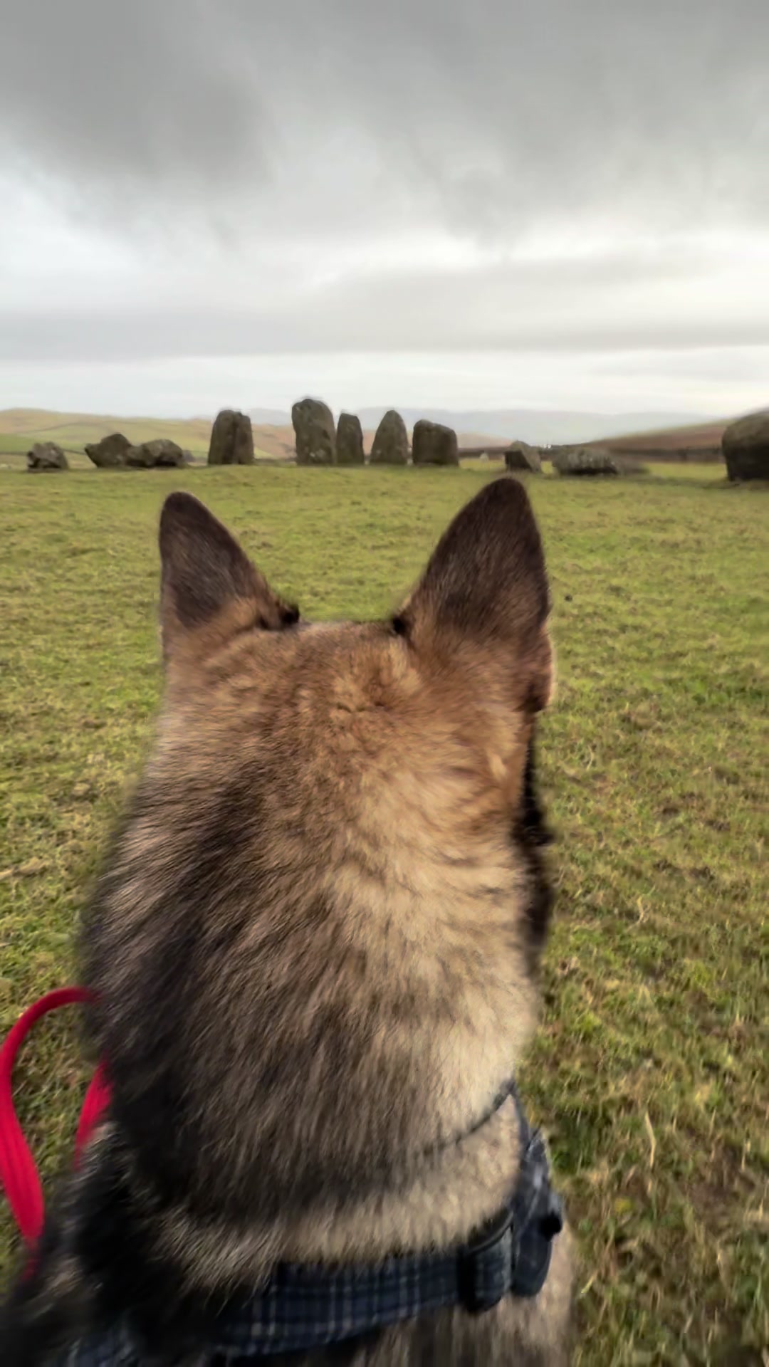 @Ellie&rsquo;s Wolf Travel 🐺