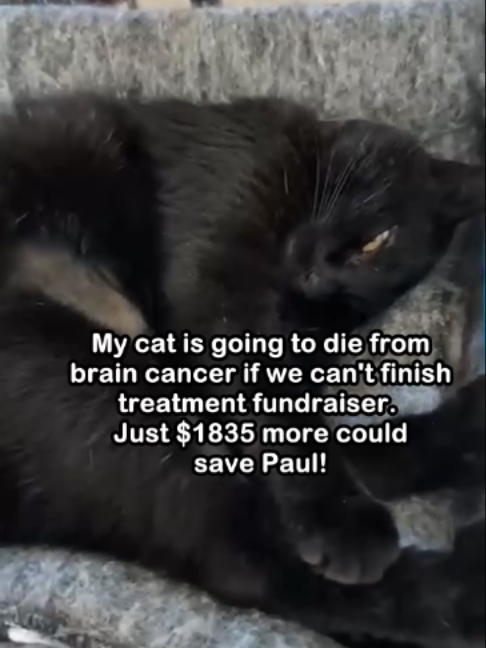 @Saving Paul the brave Cat!