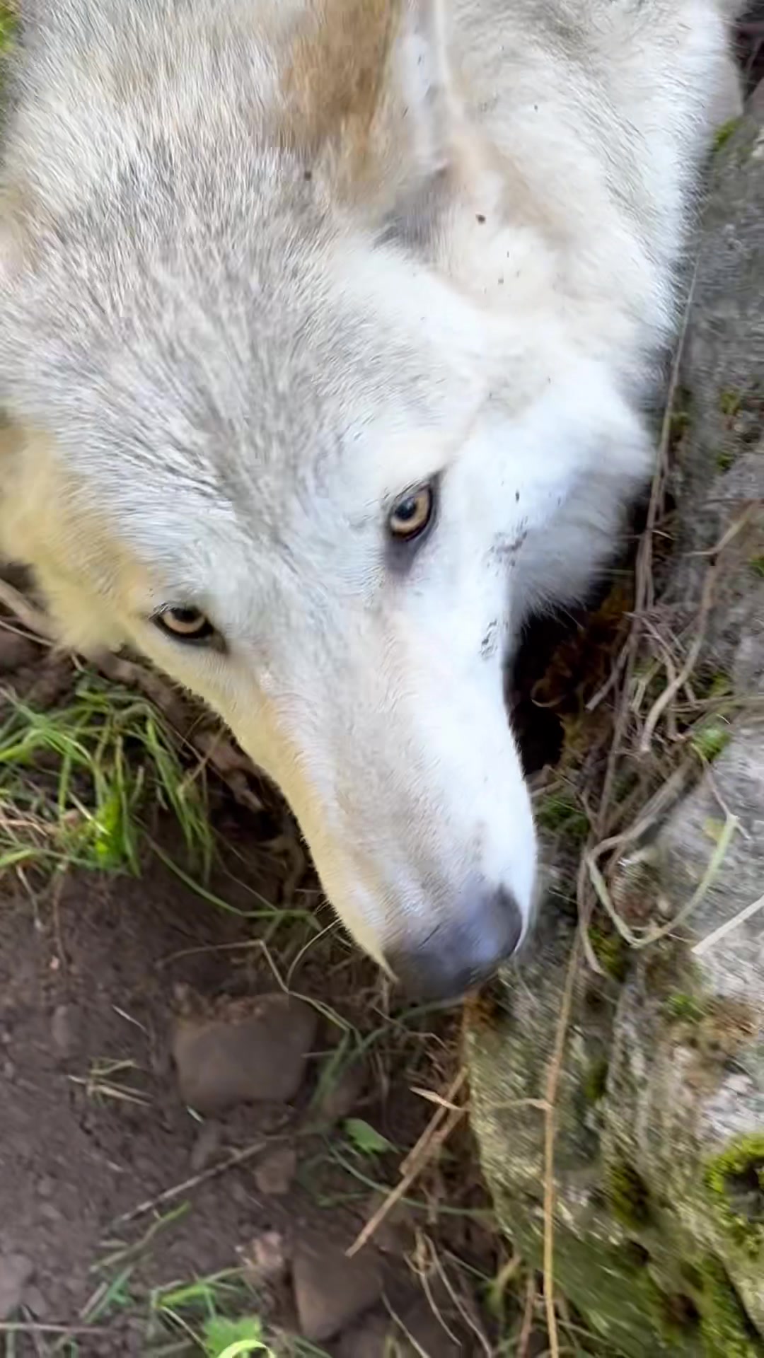 @Wolves of the Lakes