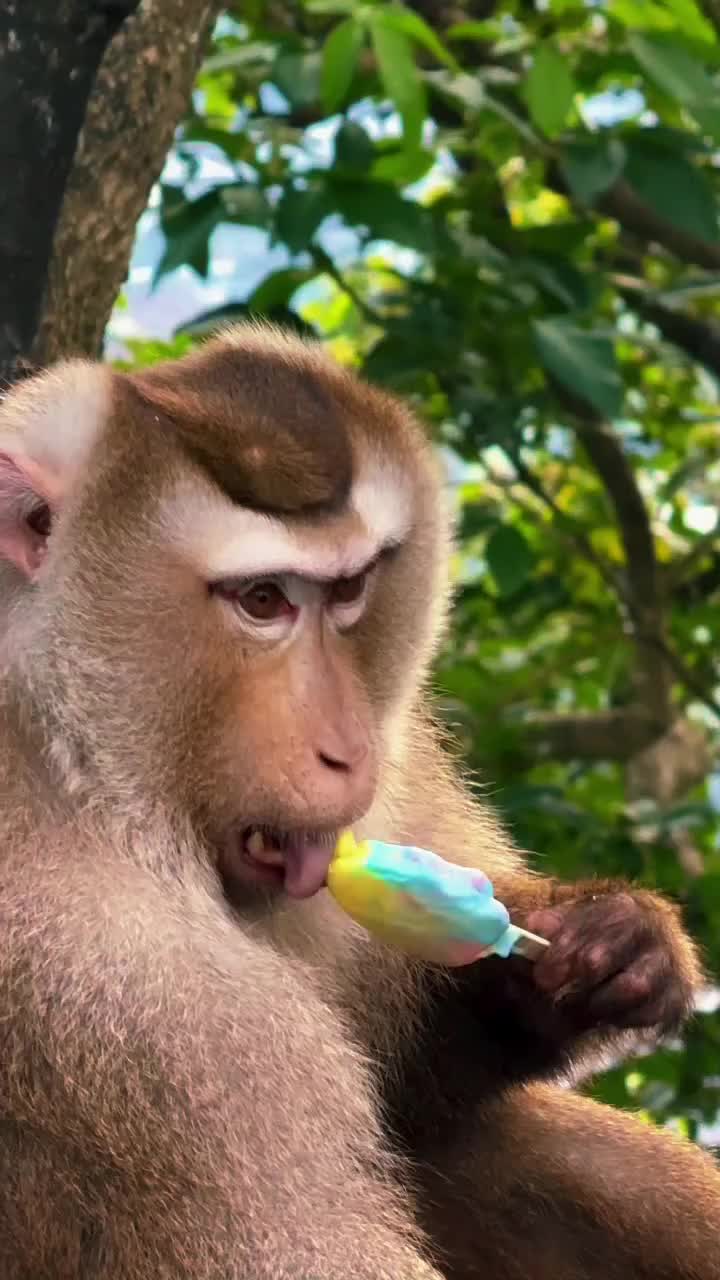 @Monkeyking❤