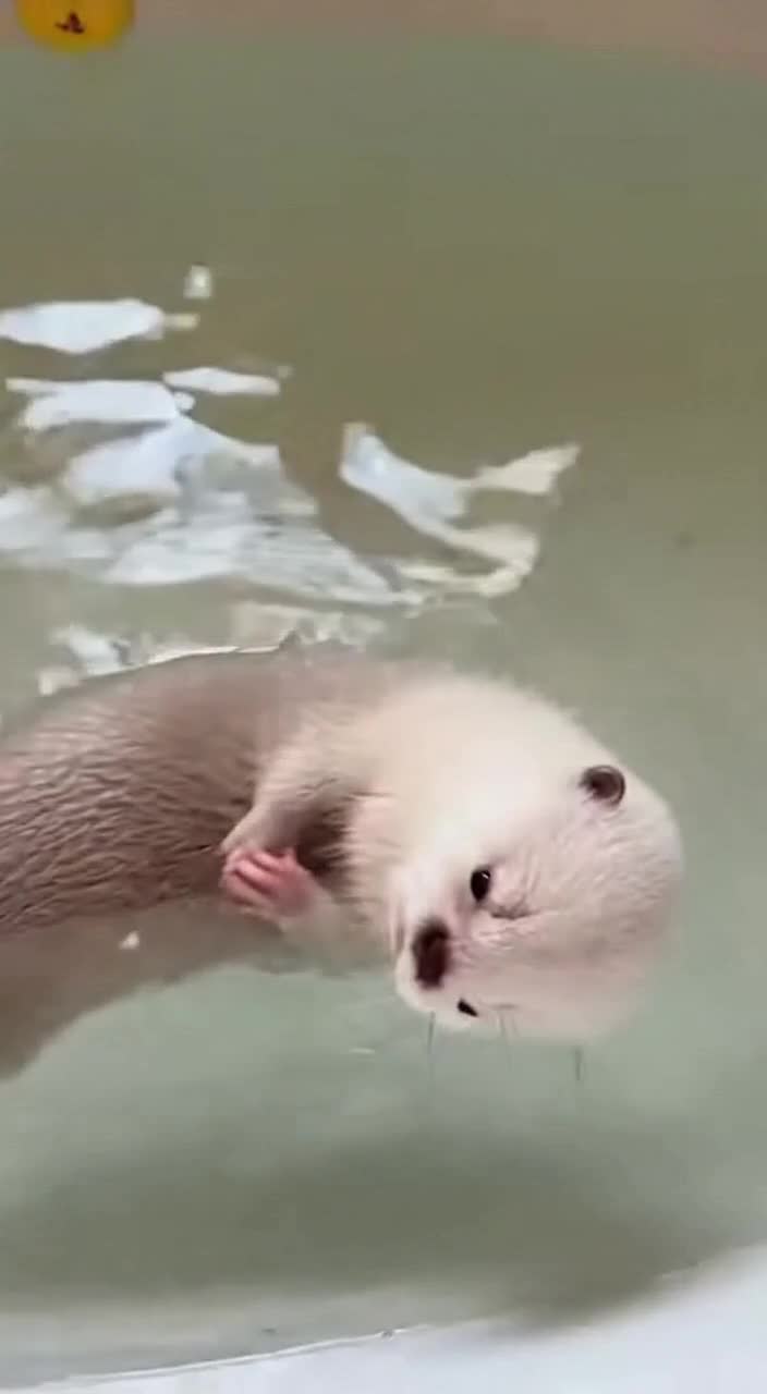 @baby_otters0