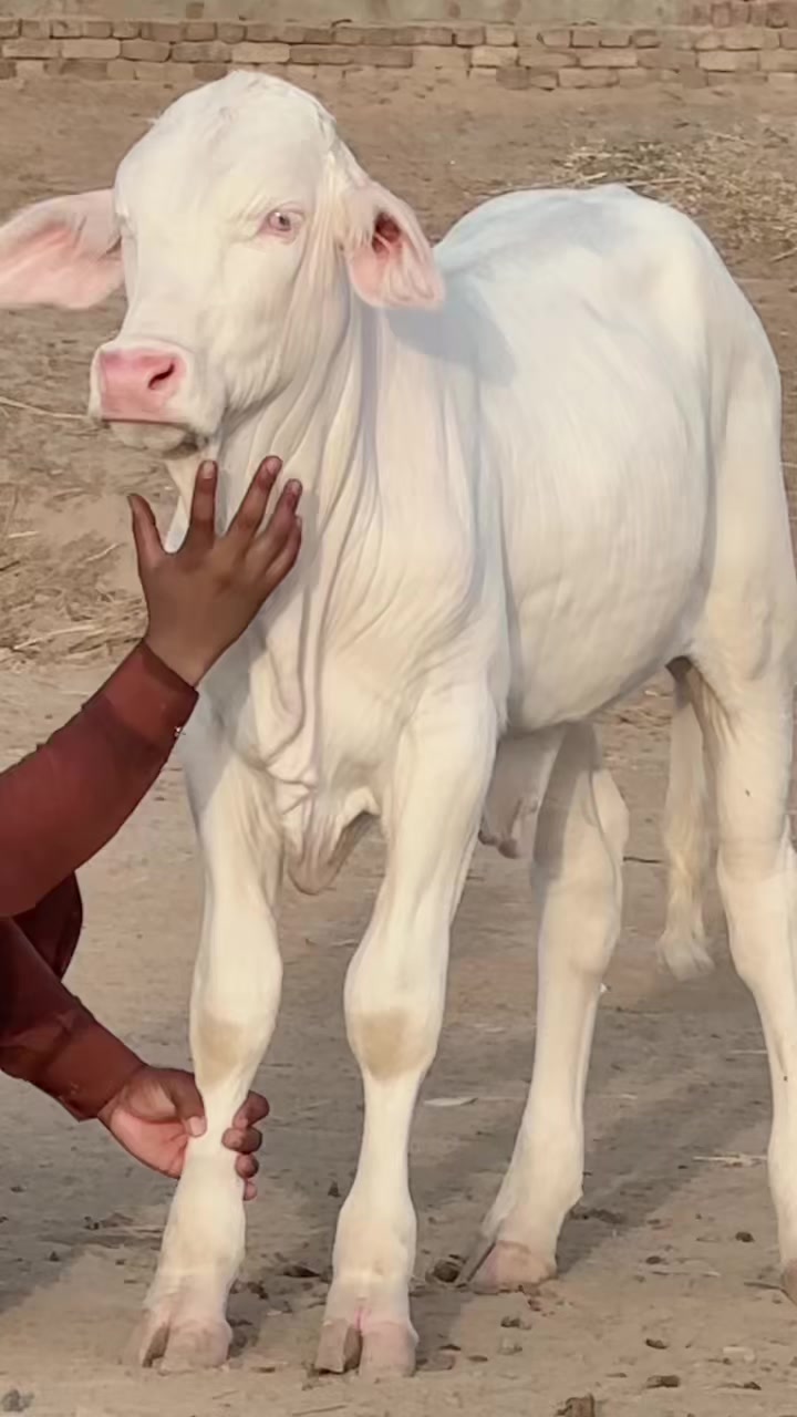 @Raza cattle farm 786