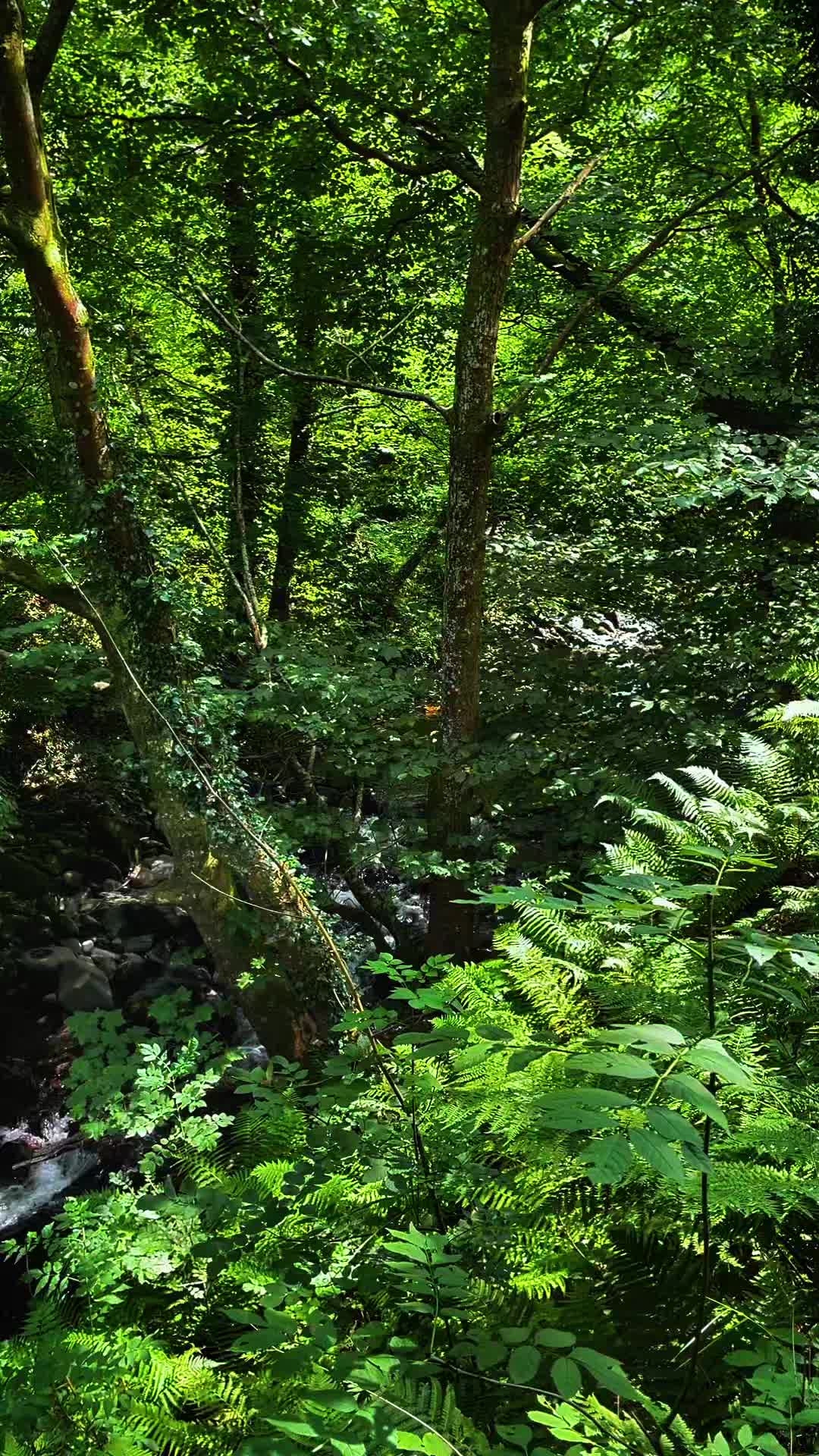 @Whispers of Nature
