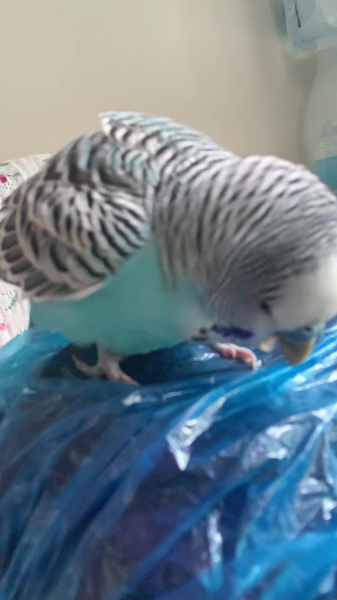 @Blu_the_budgie 🇹🇹