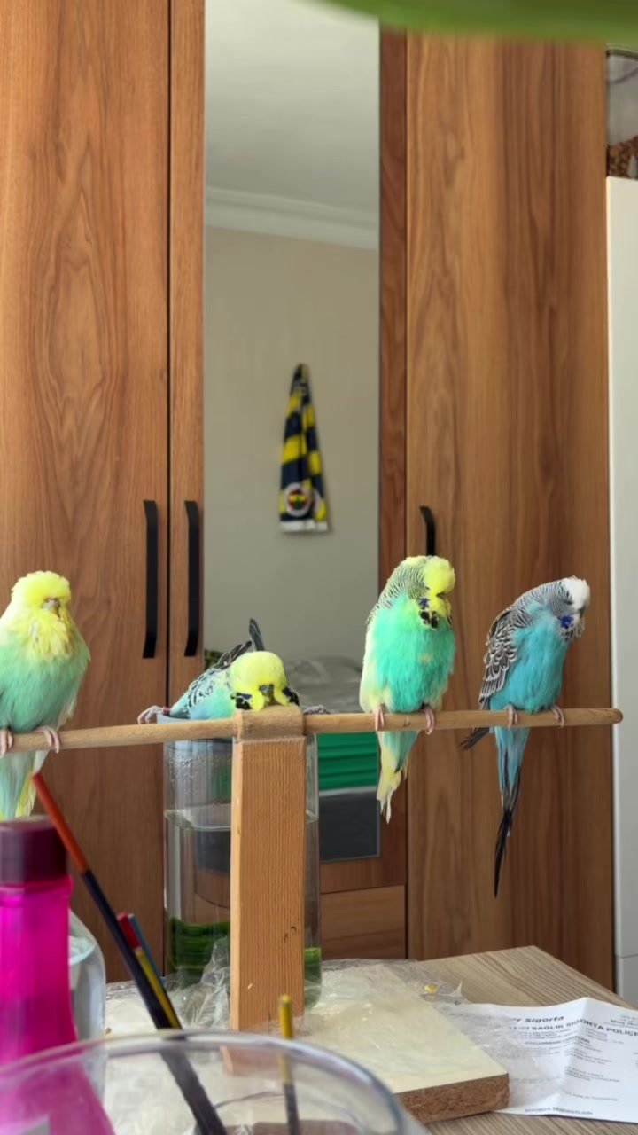 @bbb.budgie