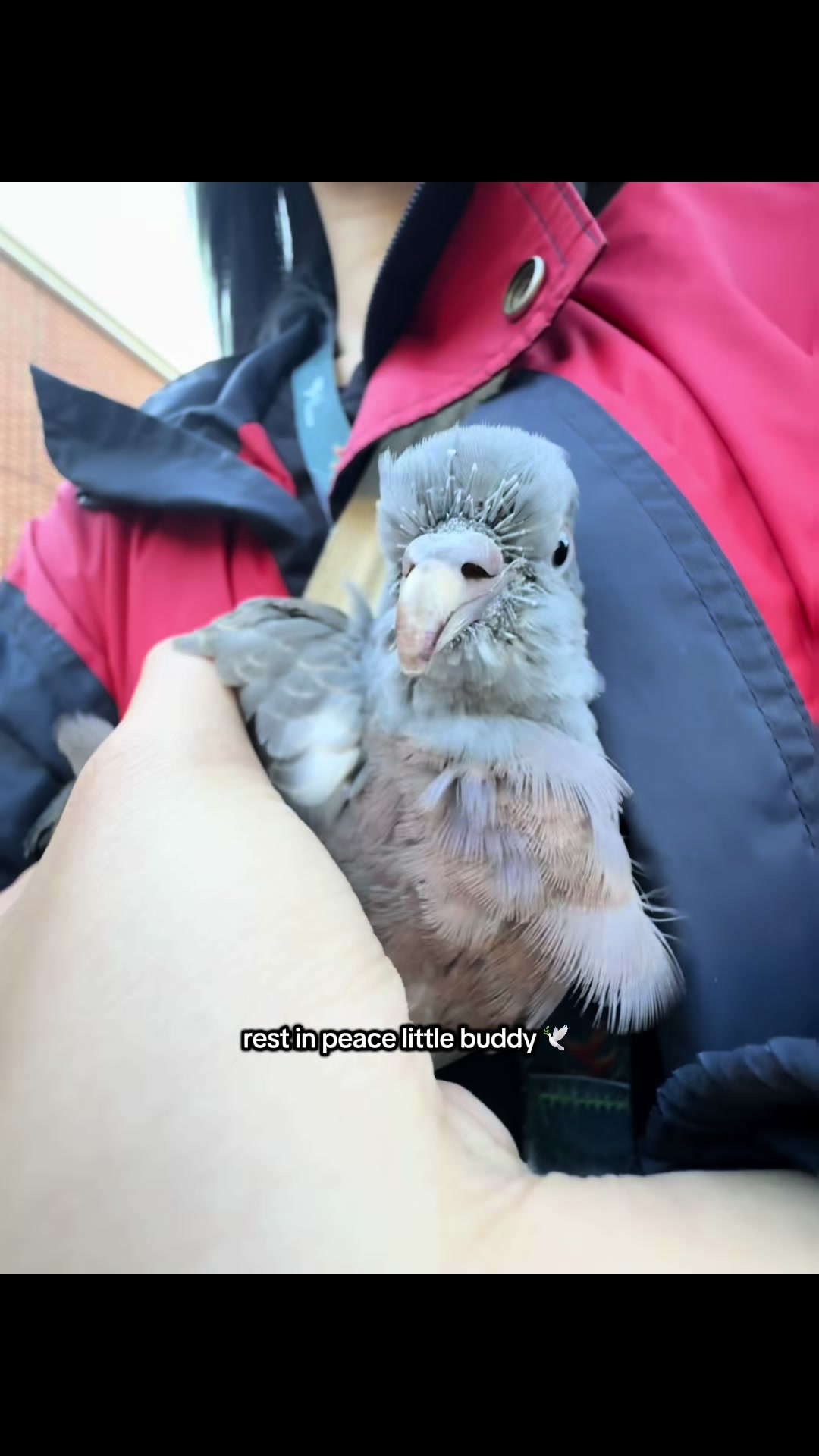 @summer ✶ little winged friends