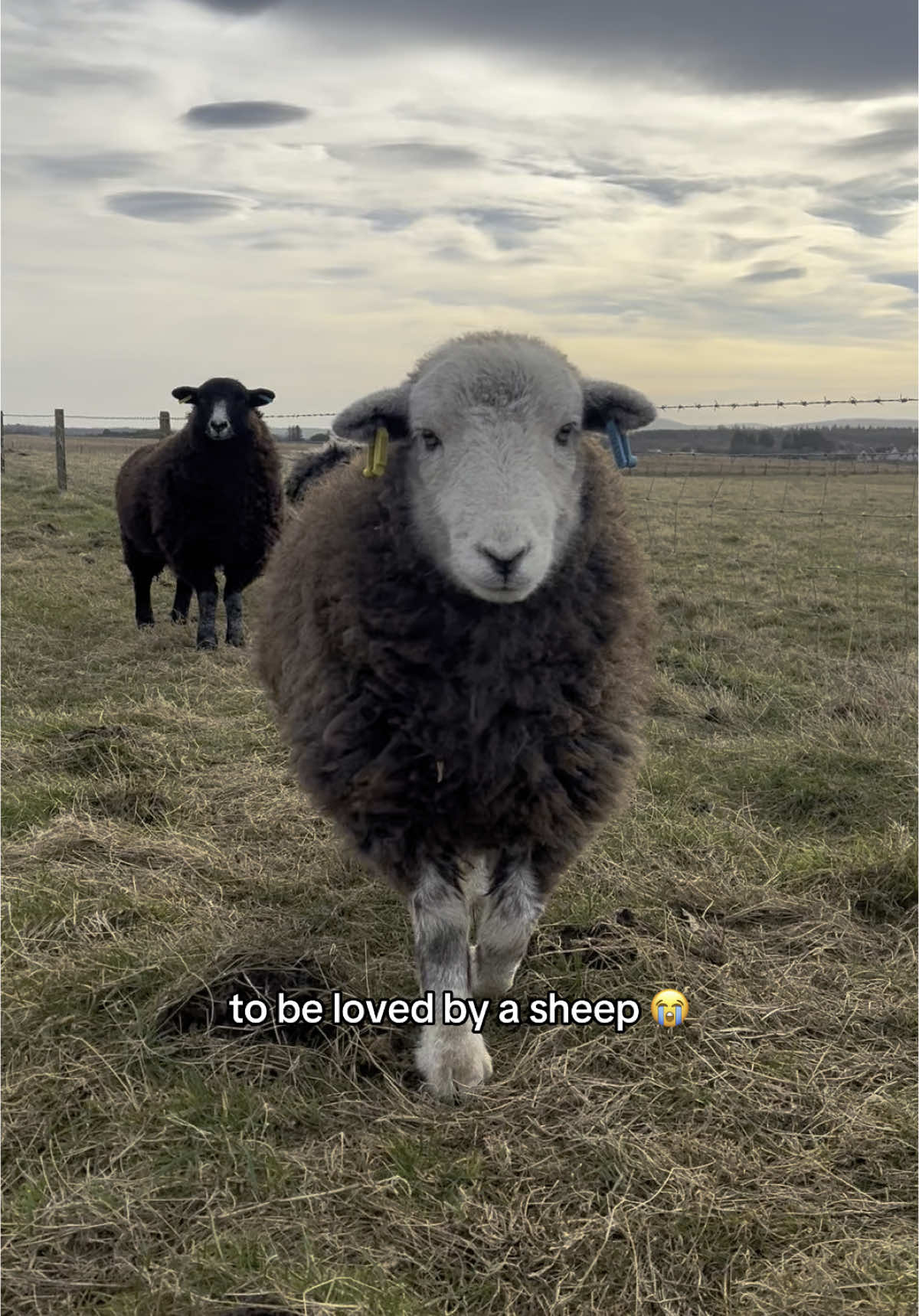 @Annie The Lamb