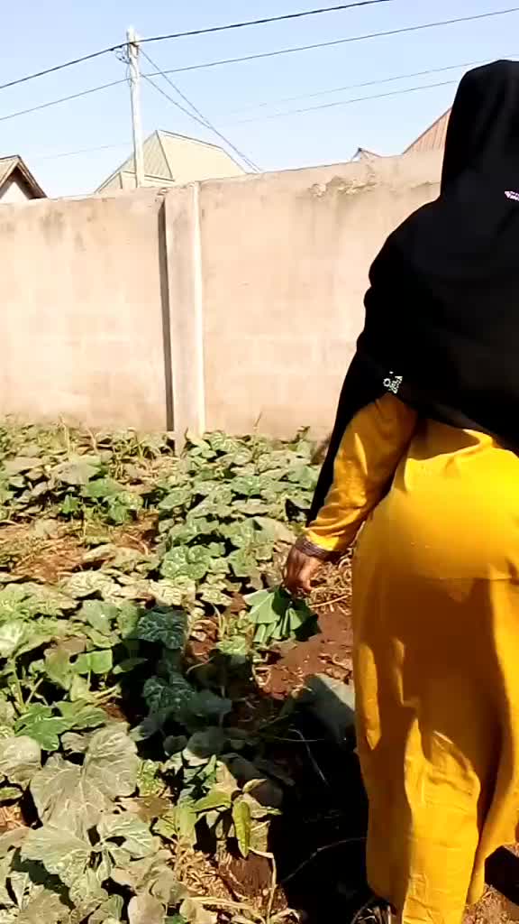 @Shakira Zahir Zorro