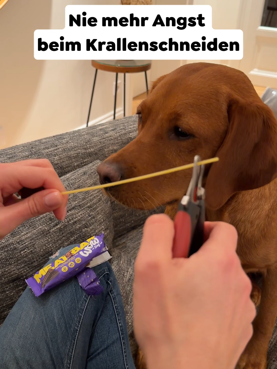 @wow.pet