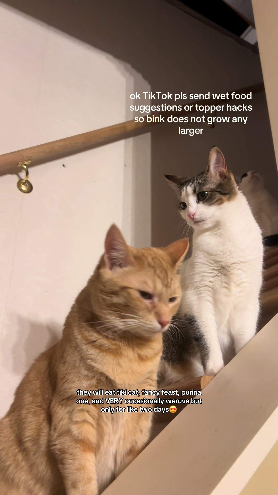 @bink the big orange cat