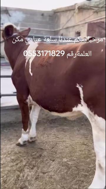 @kEBbAB ABDENNOUR