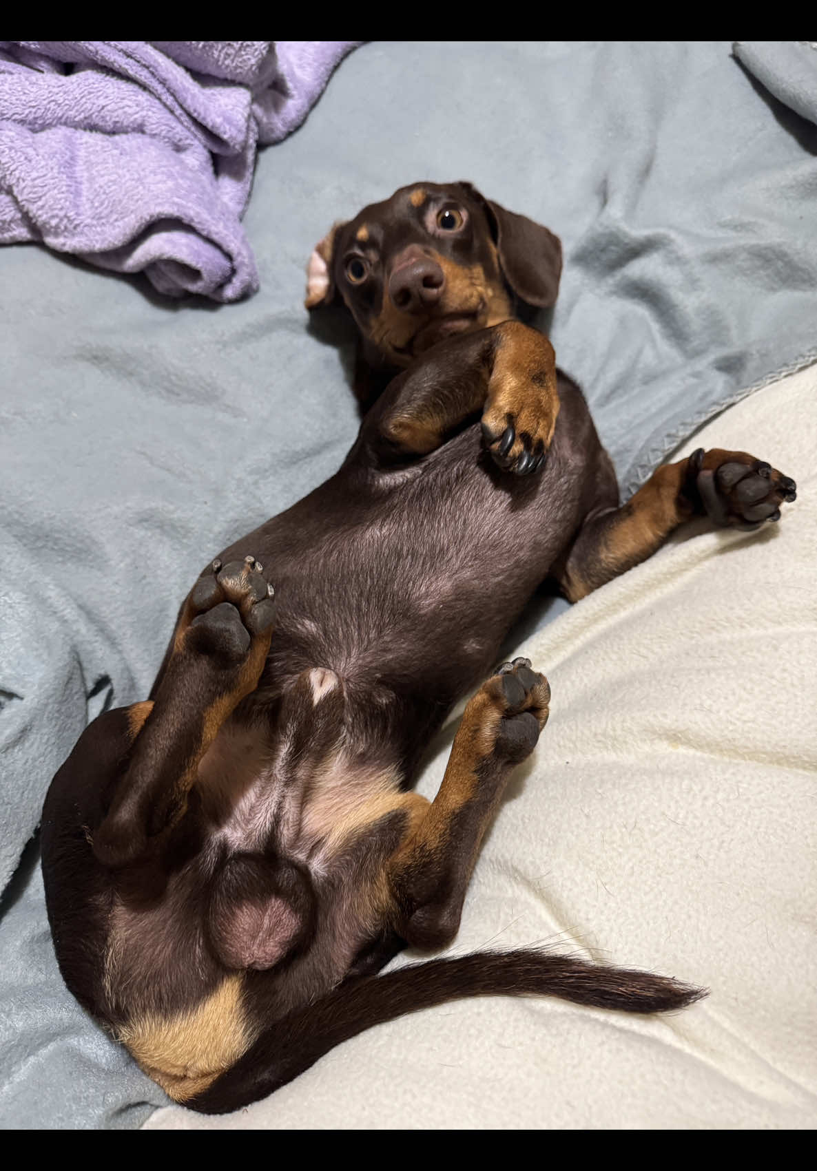 @🐾Mirtillo il bassotto🐾