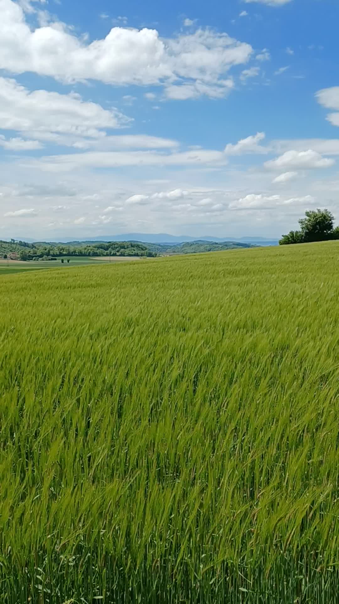 @PomdAmour