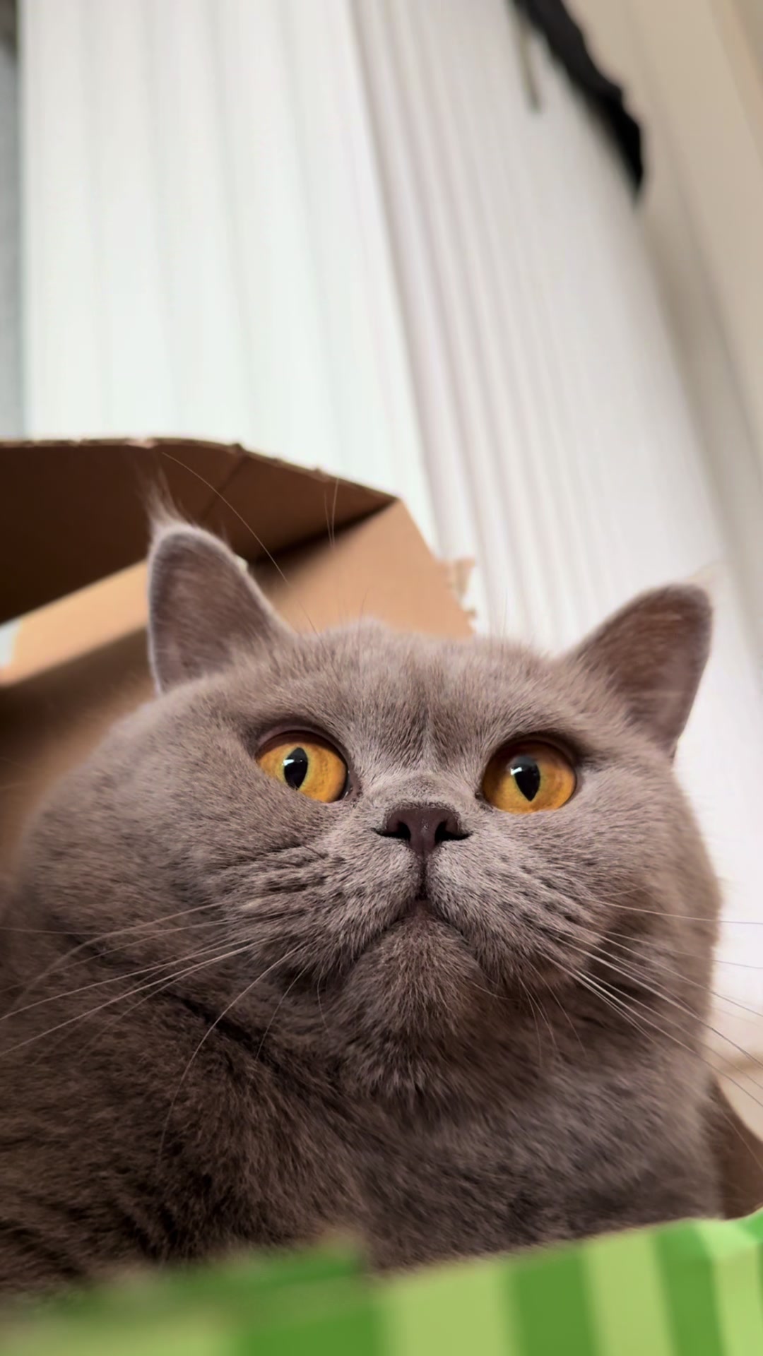 @Purrpawspals ✨