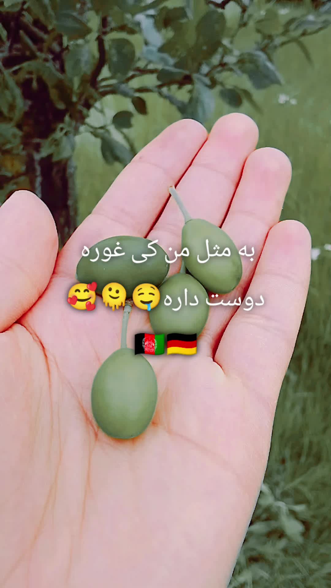 @sona zahed
