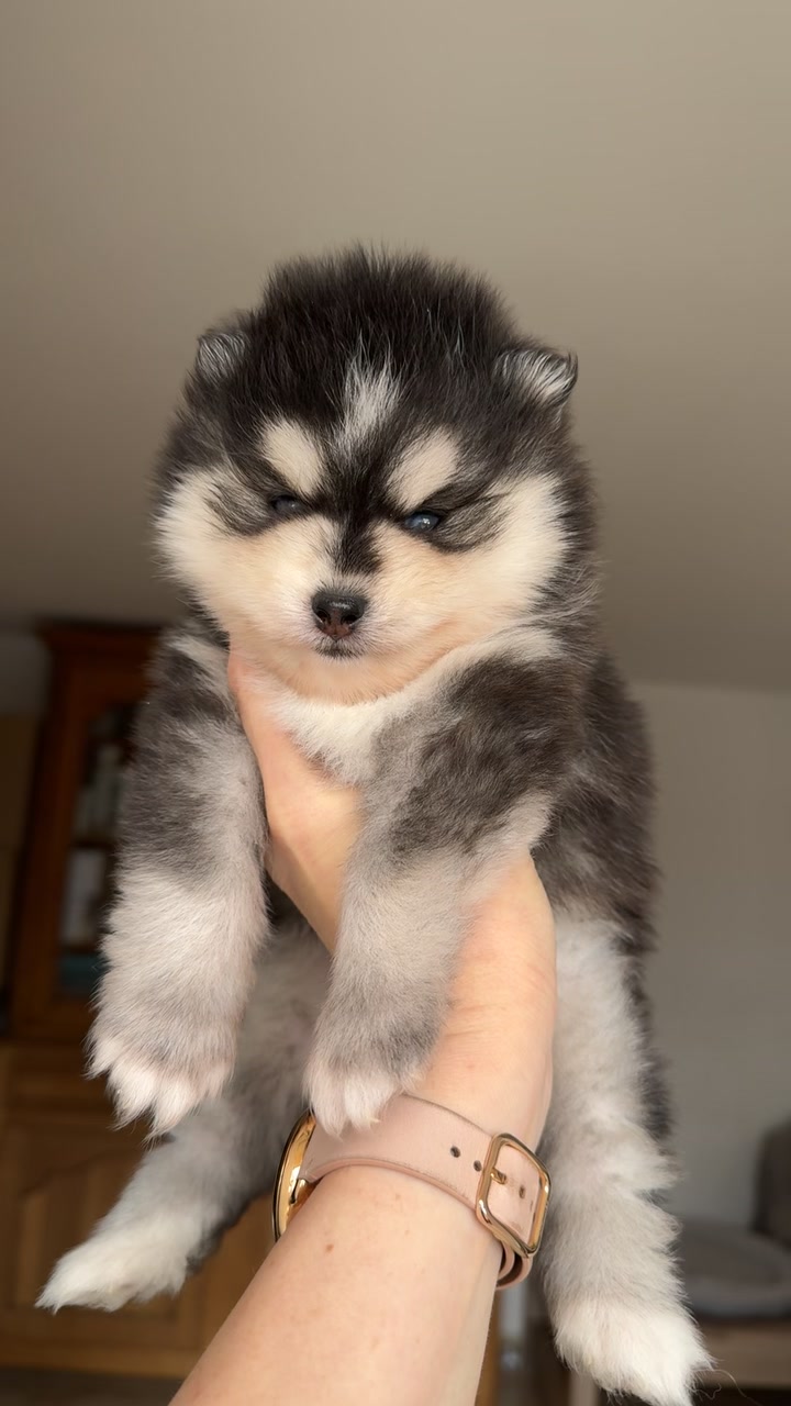 @MCO & POMSKY