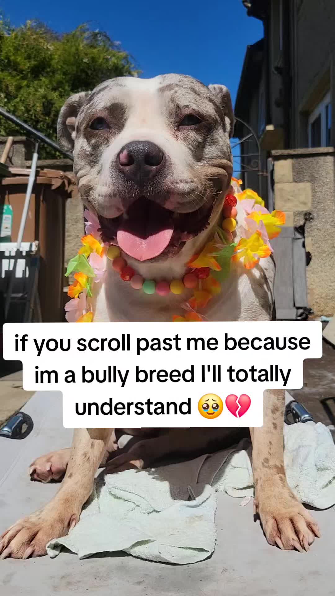 @kirsty+starlight the xl bully