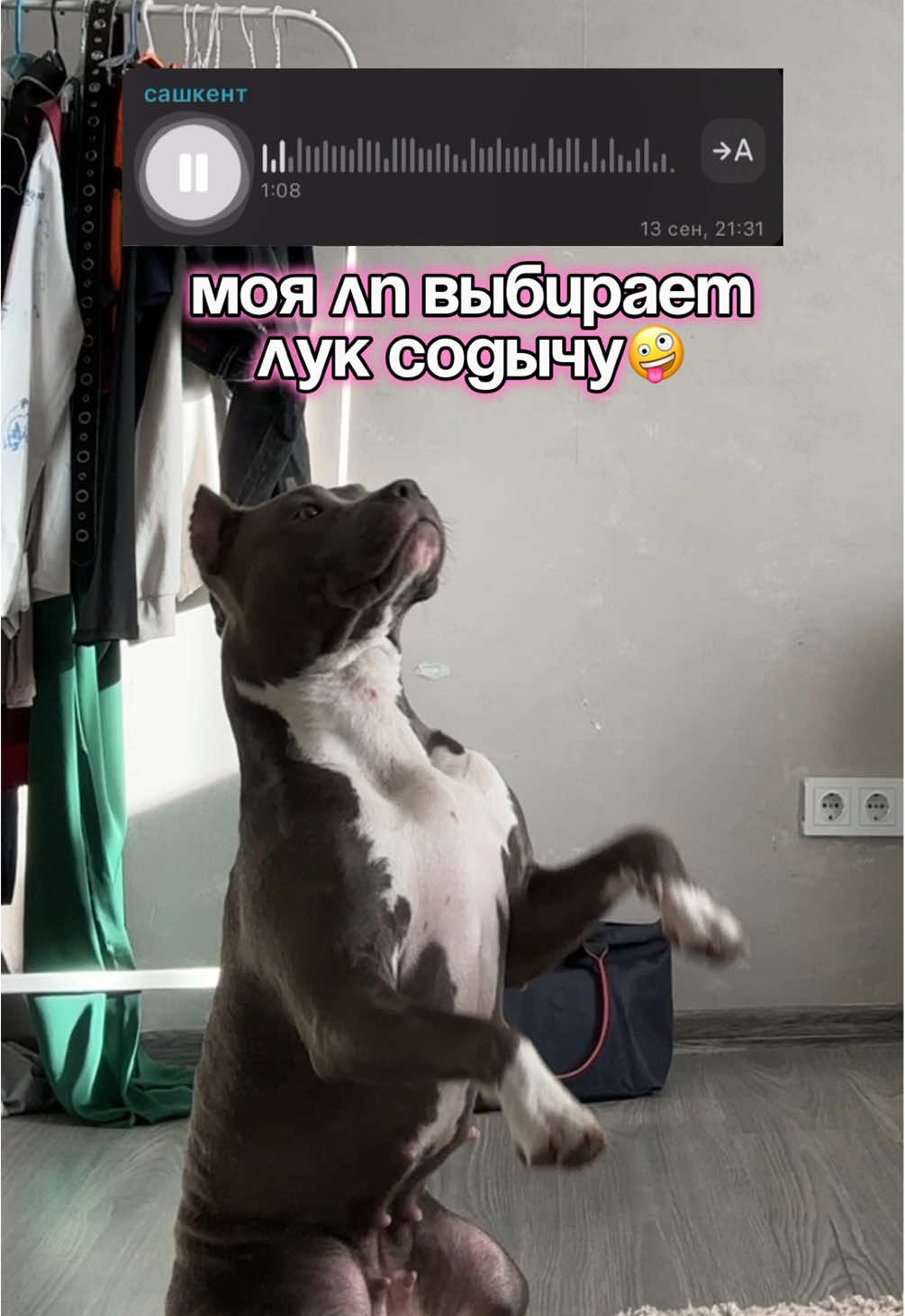 @🐶зᴧой ᴀʍᴄᴛᴀɸɸ⛓️💥