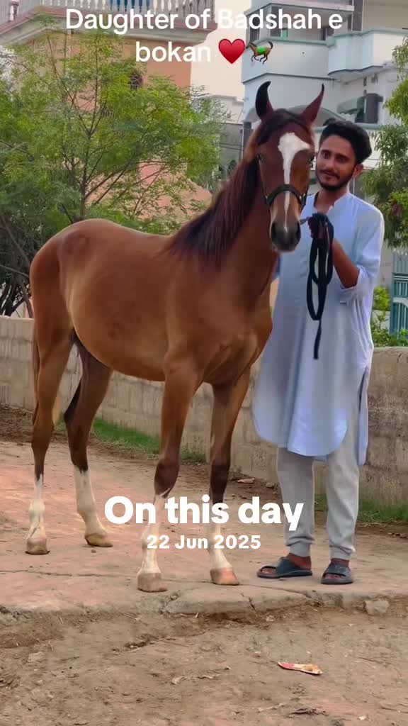 @Ch Hammad bokan ♥️🐎