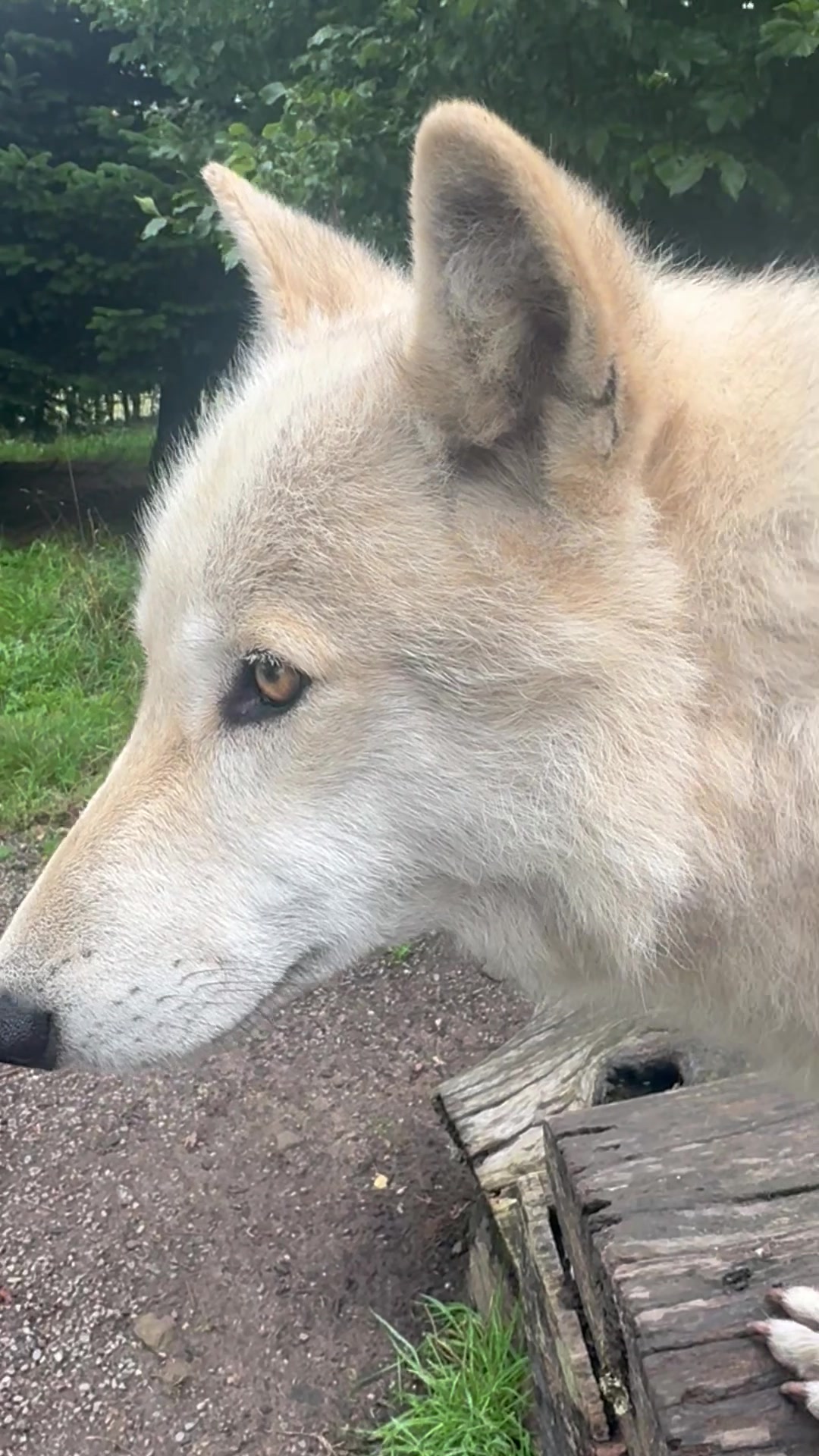 @Wolves of the Lakes