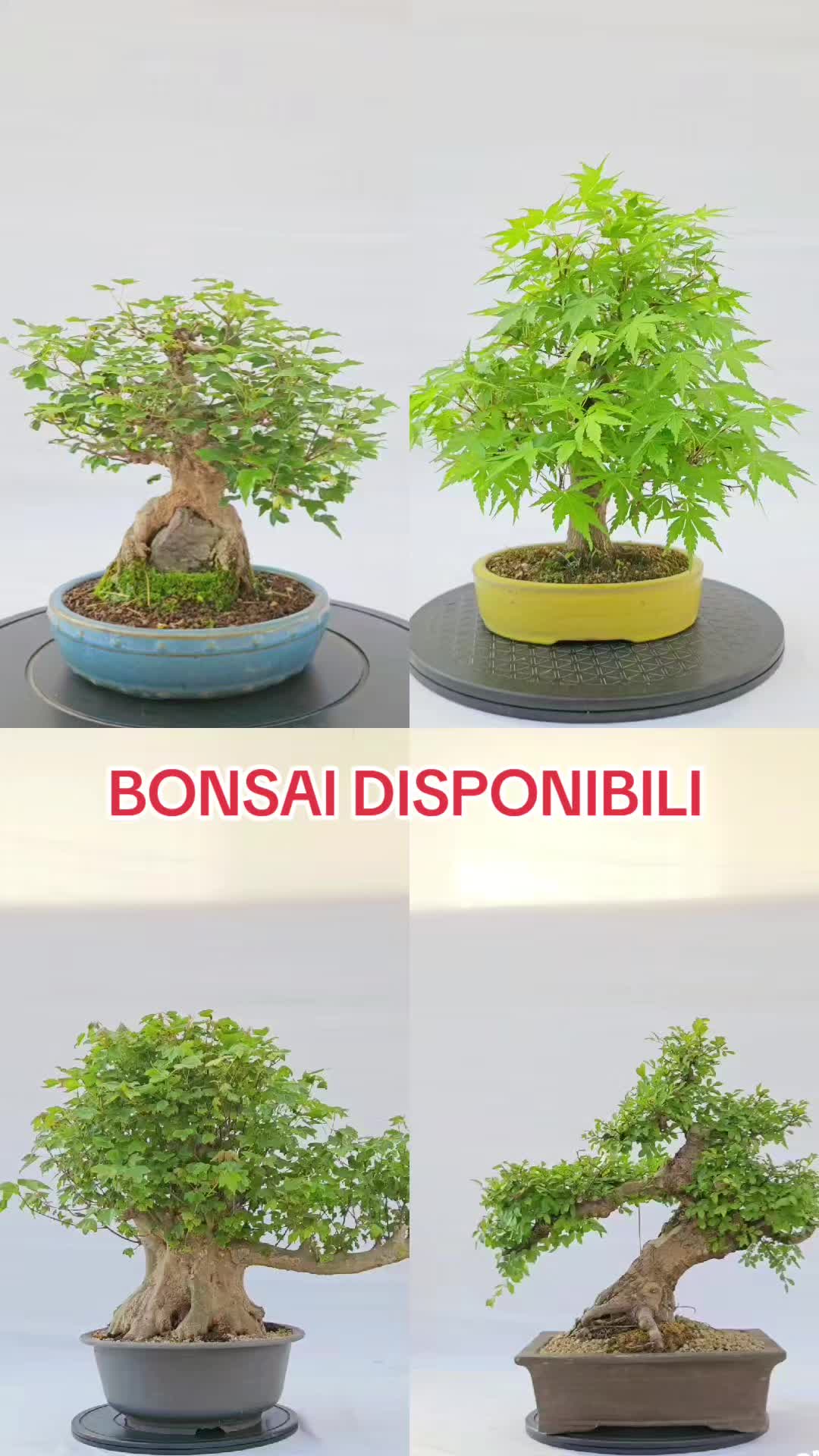 @BONS A.I.