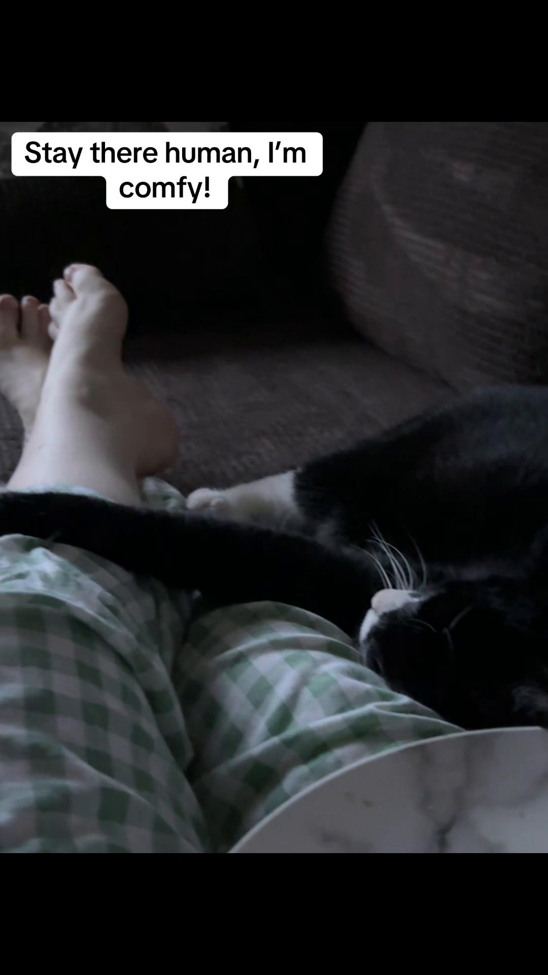 @Em feat. Mister & Mimi (cats)
