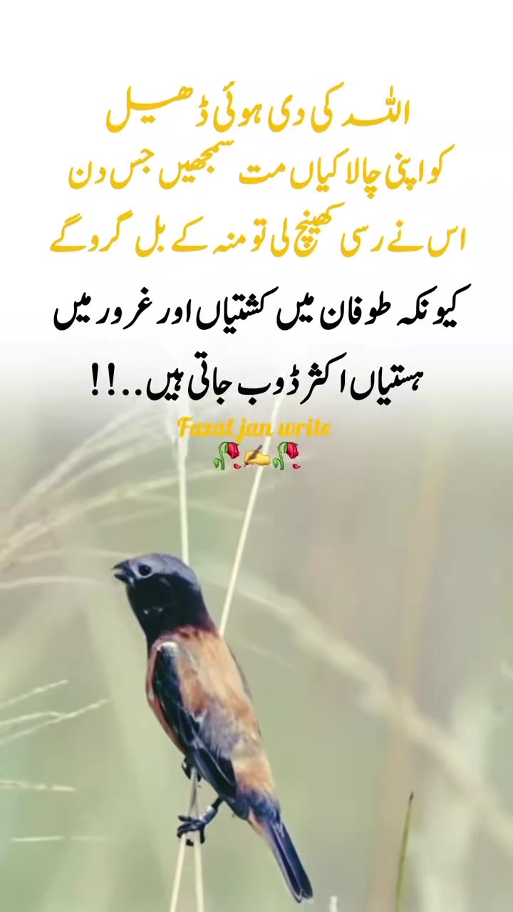 @affan