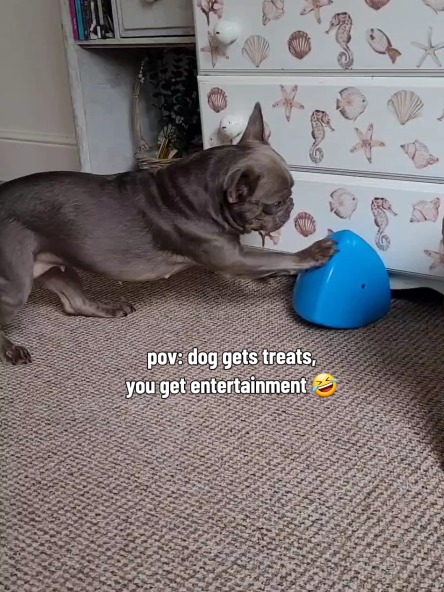 @Dog Stuff 🐕