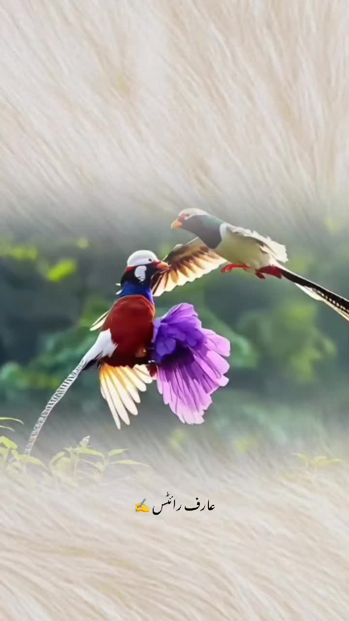 @چراغِ تنہائی 🔥