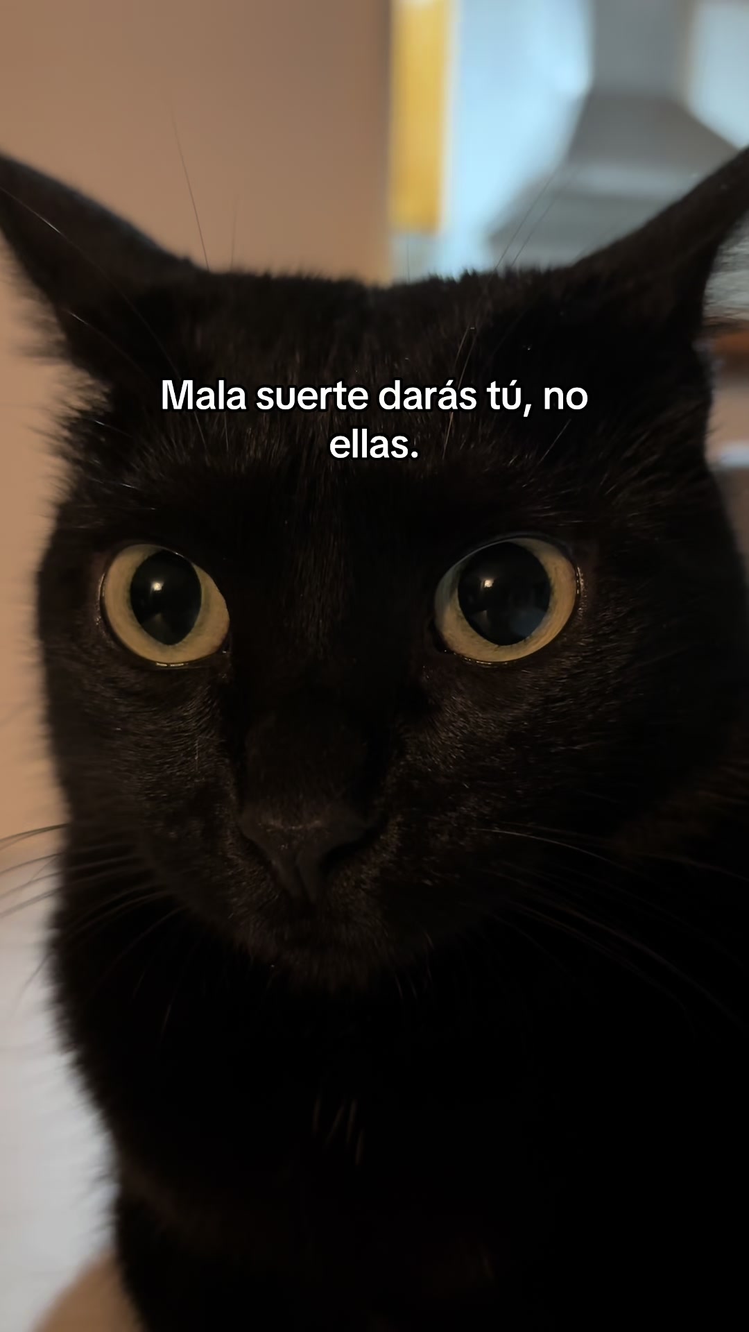 @BlackCatsMatter
