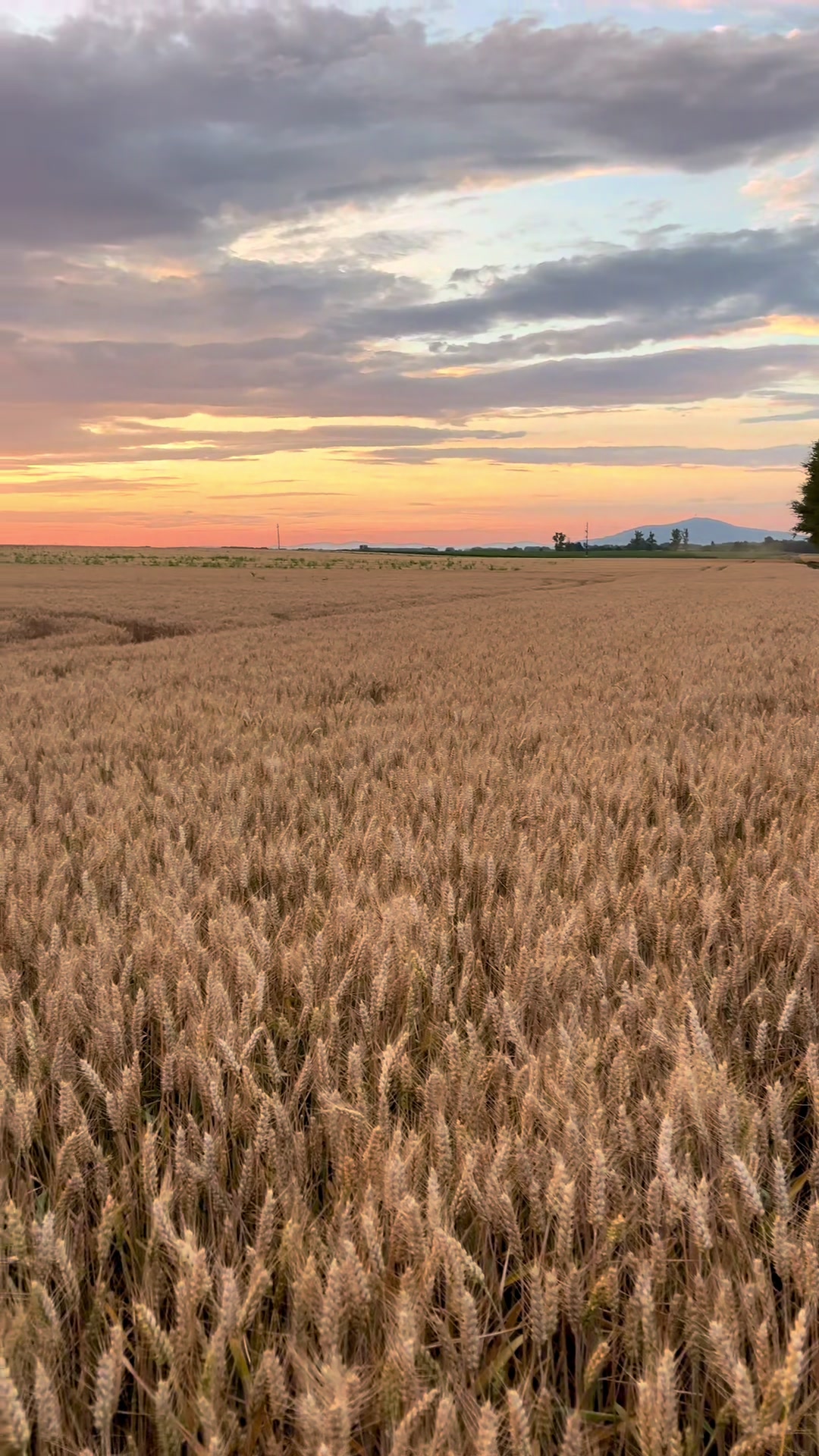 @🌾Kovács Attila🌾