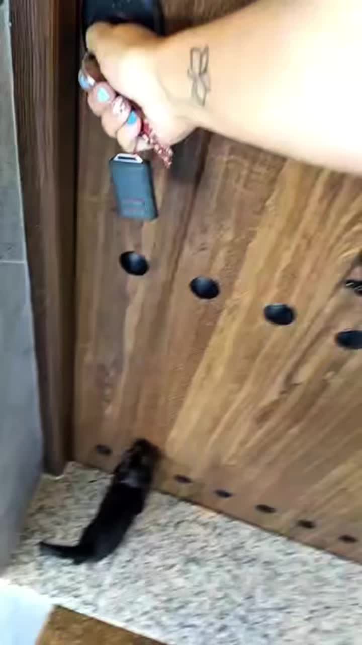 @AryaBlackCat13