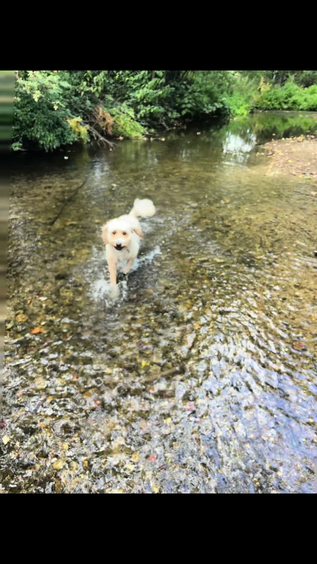 @tswoofwoof.co.uk