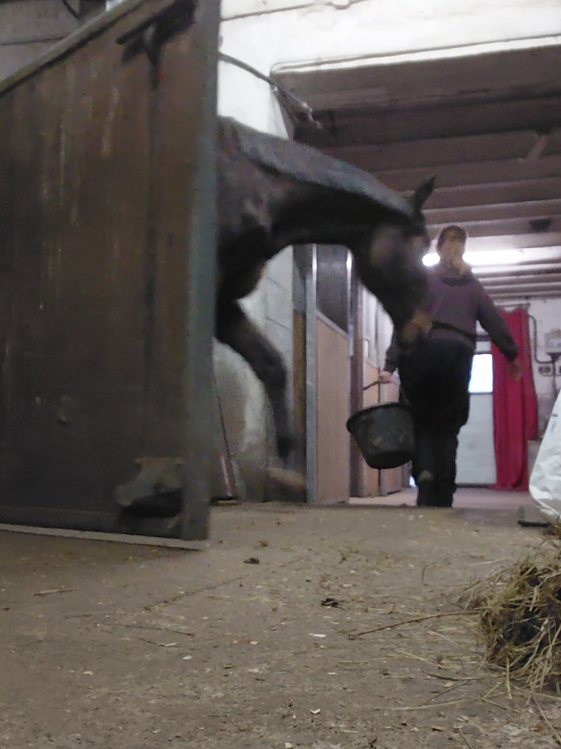 @Le Journal D'un Cheval & Cie