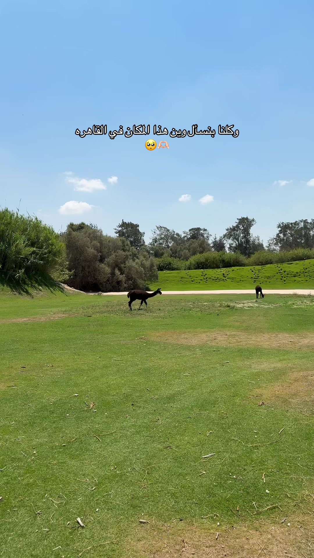 @آيـٰه عبدُالله 🐆